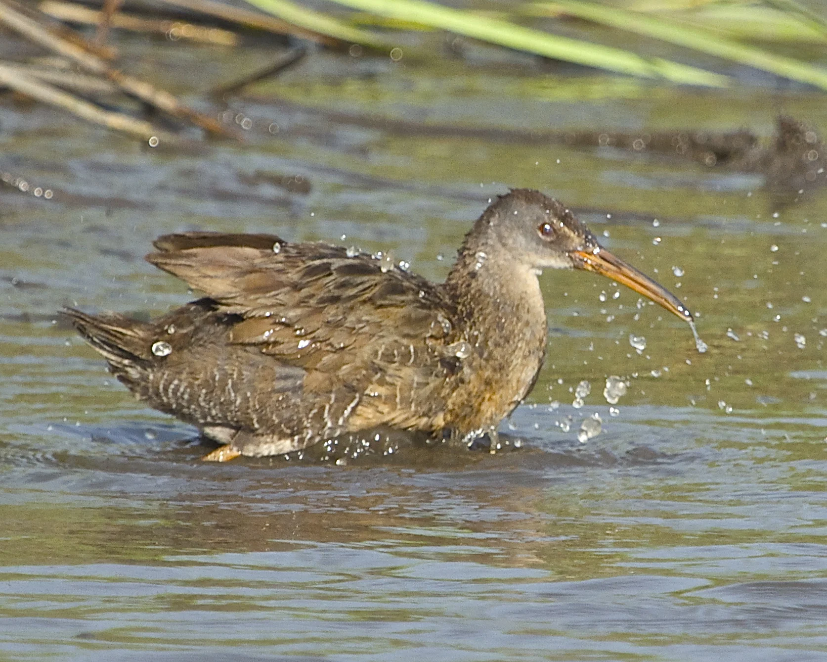 You people pay money for this mud bath treatment, I get it for free each day! Who is the real birdbrain huh?
