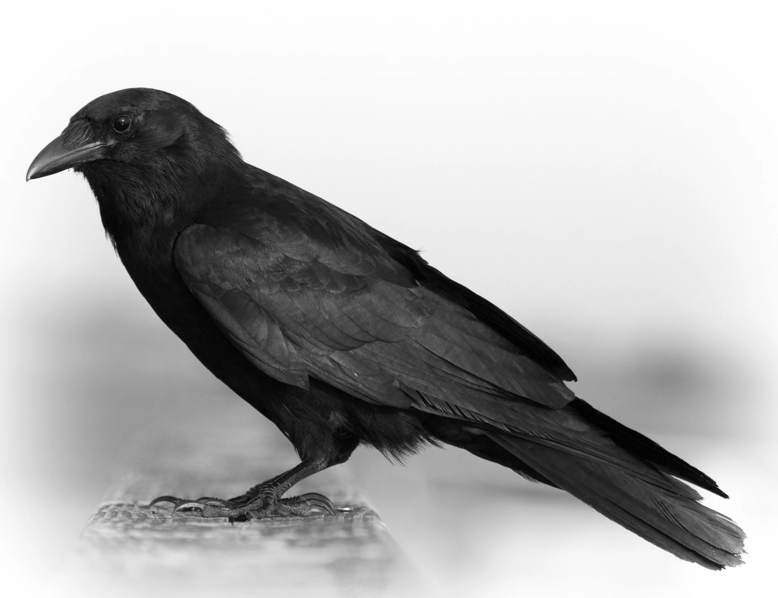 Fish Crow, easy to do since it is all black to begin with..
