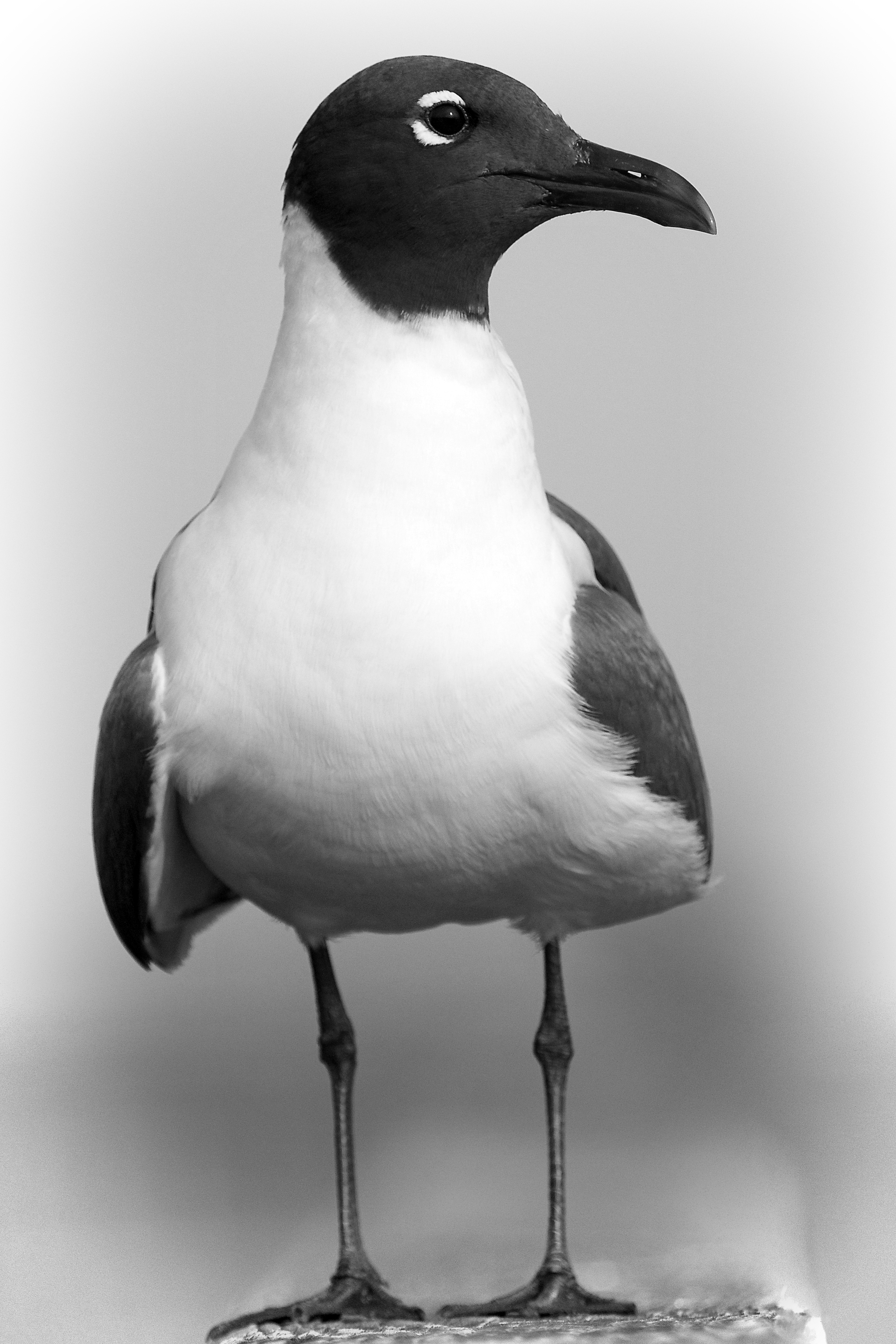 The Laughing Gull is mostly shades of Black, Gray and white.