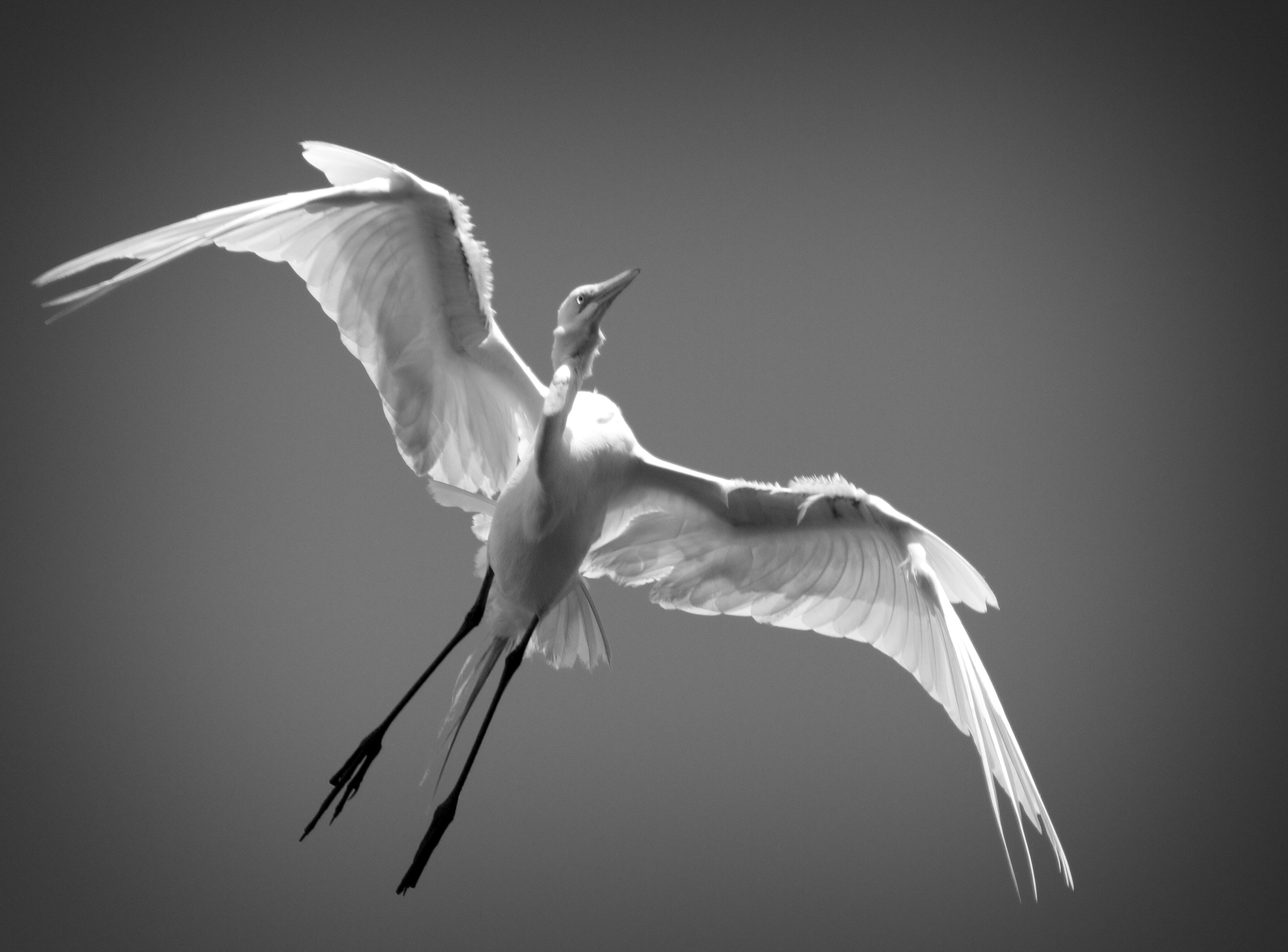 Great Egret in Black and White gives an Ethereal feeling