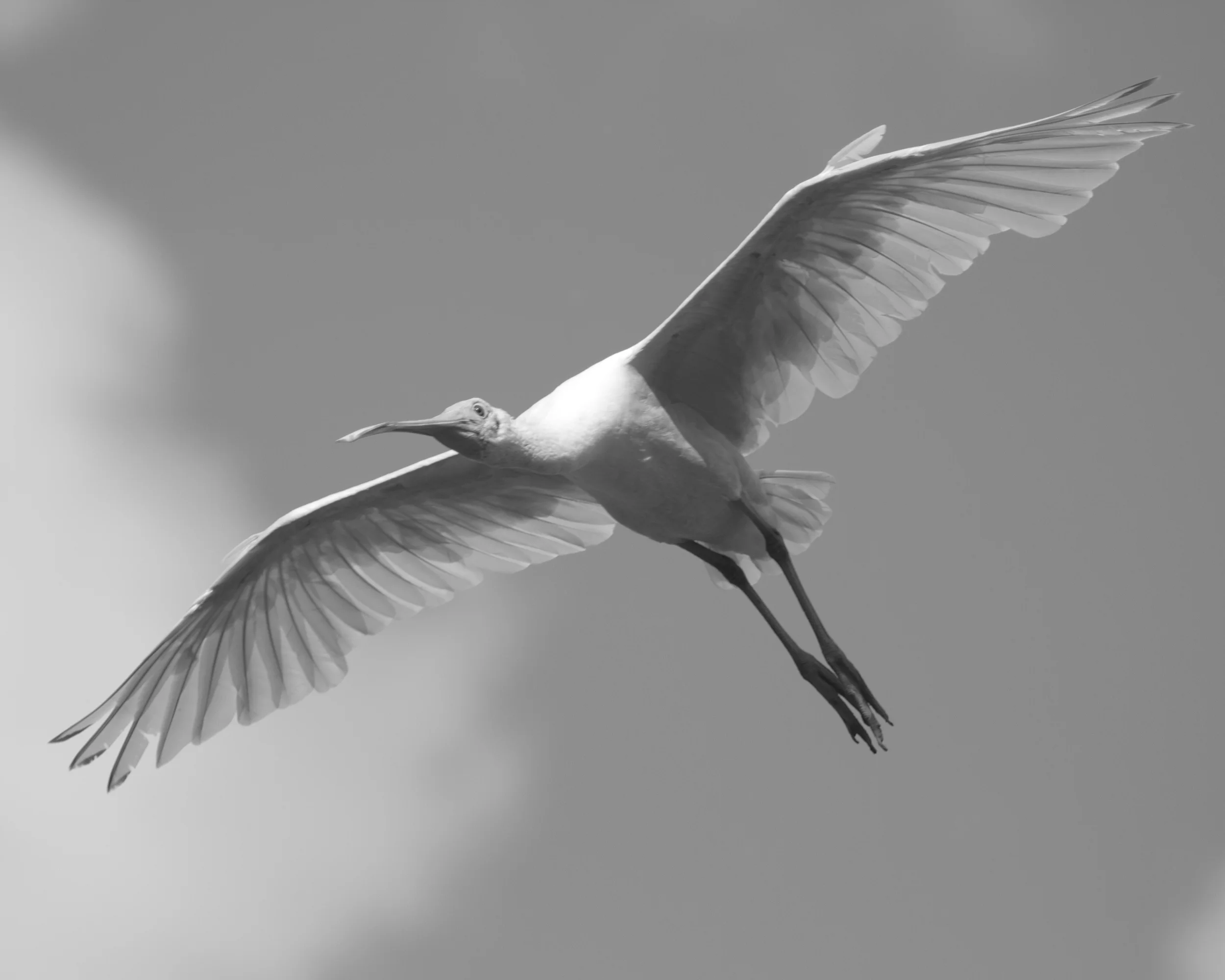 A splash of pink from the Roseate Spoonbill gives more shade of gray..