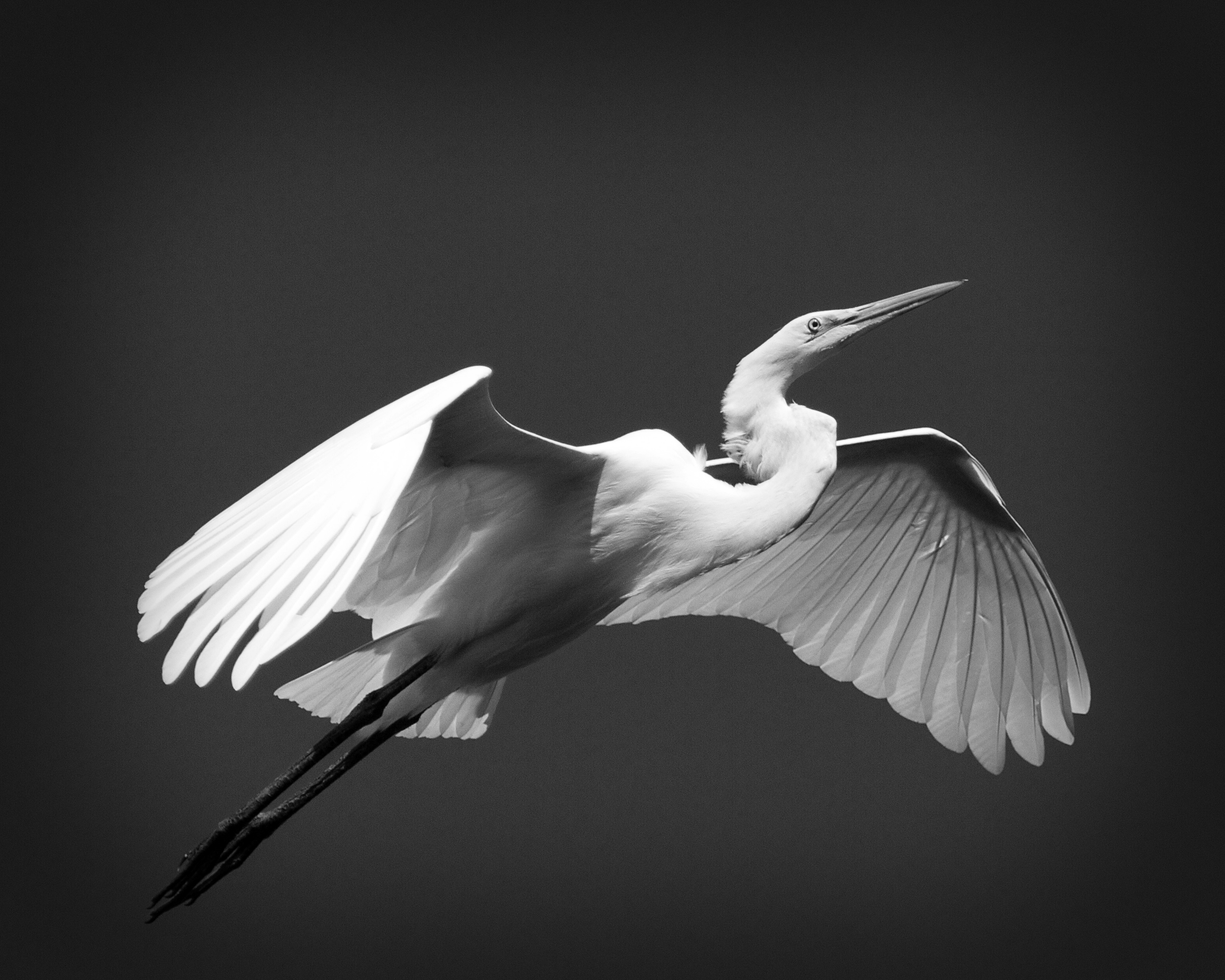Honey I'm Home..Great Egret returns to the nest!