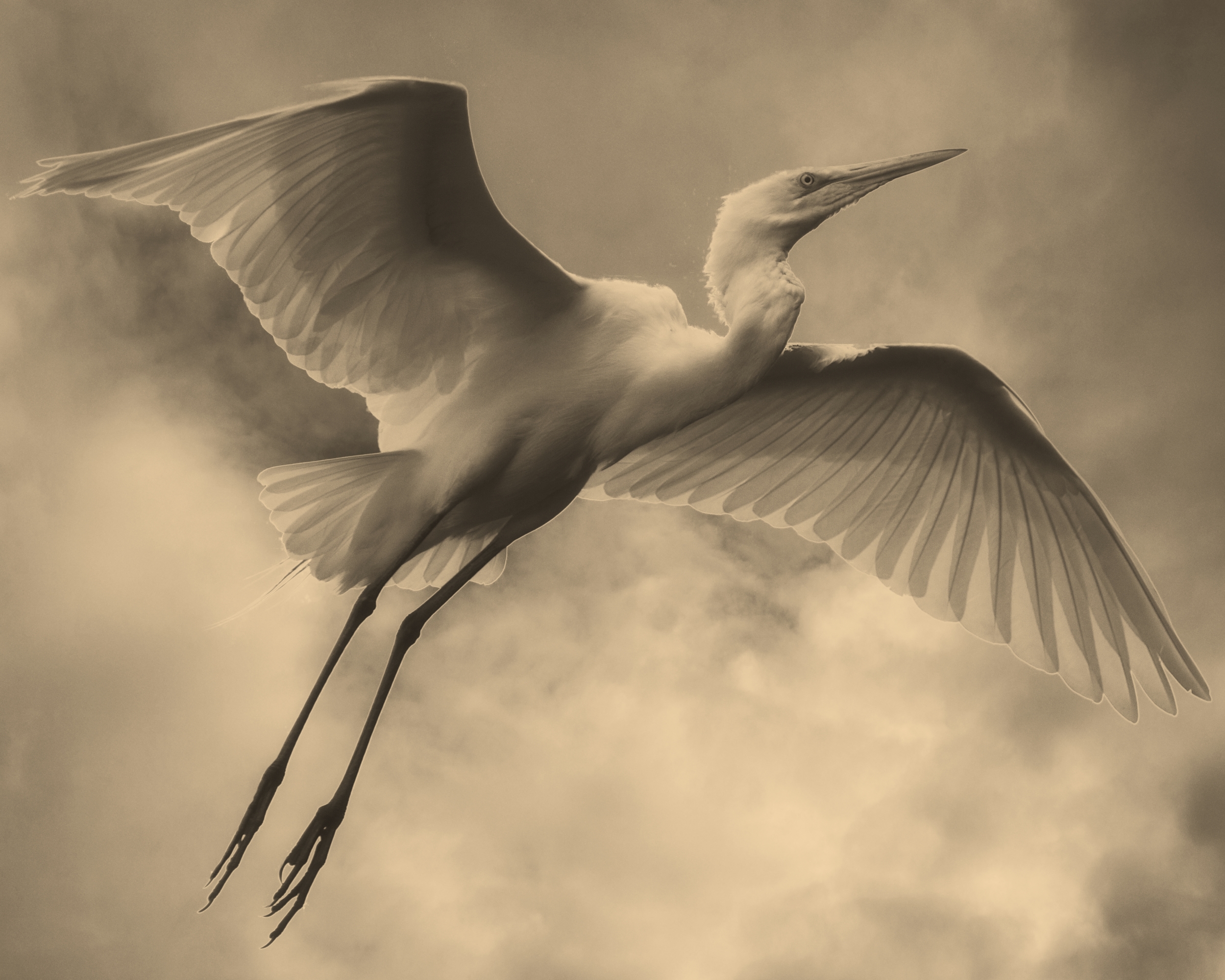 Sailing like a feather in the wind (Calotype Glass Negative effect)