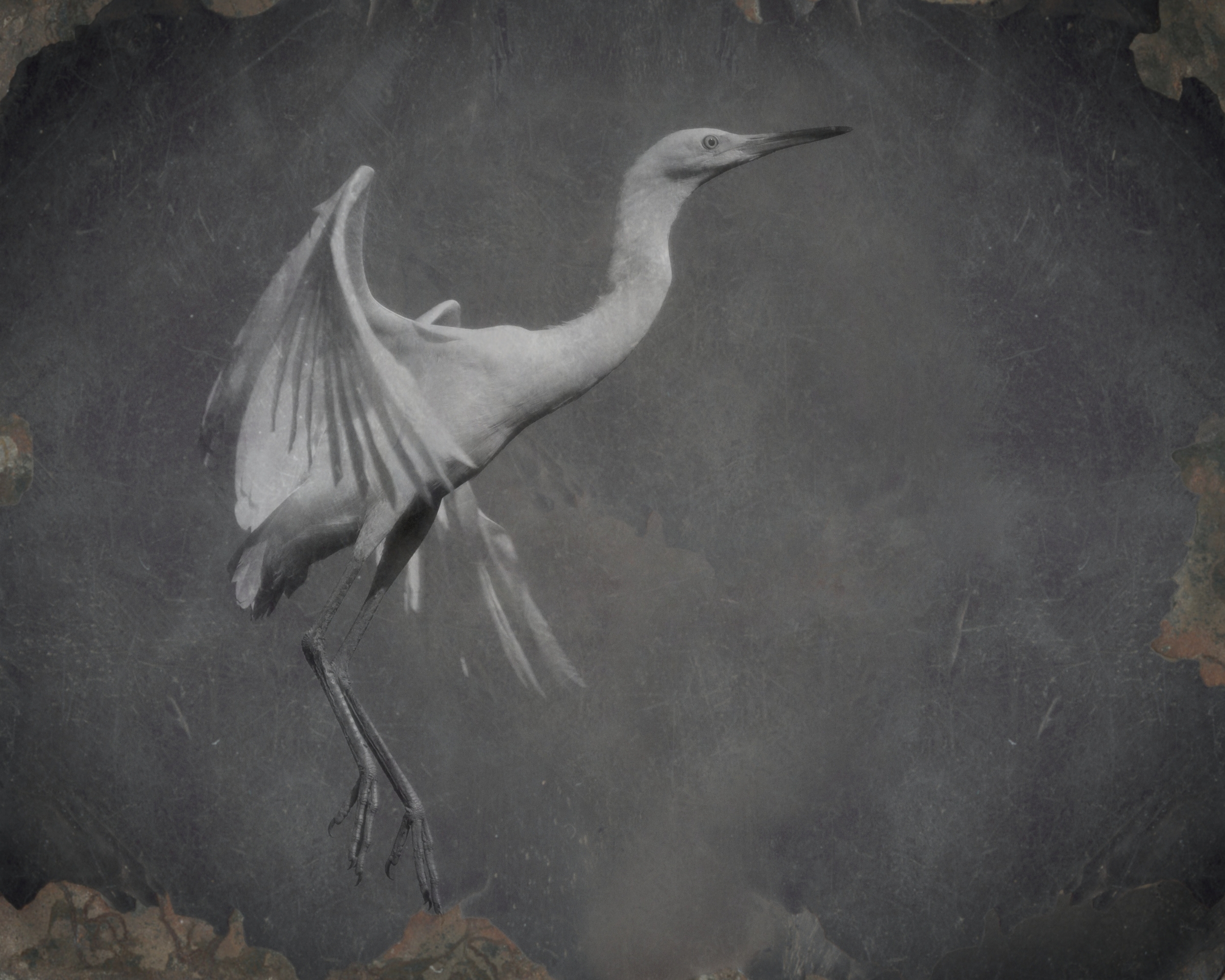 Flaps down for landing! (Daguerrotype print effect)