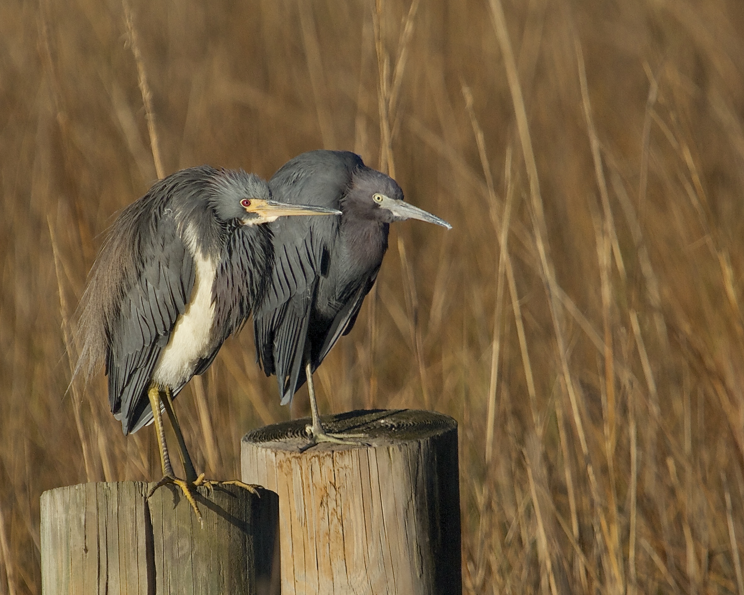 The Triclored heron said to his friend, “If the Pink Coats march By land or air from the Broward tonight, Hang a lantern aloft in the belfry arch Of the North Jax Baptist tower as a signal light,–One if by land, and two if by air;
