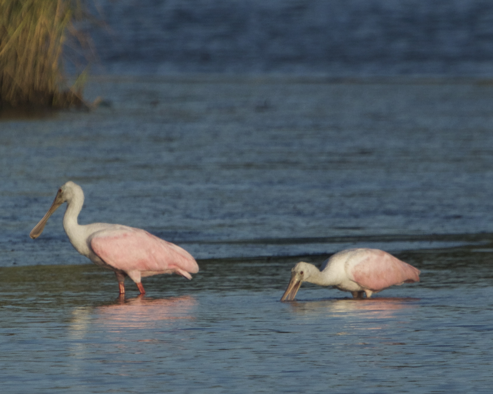 Welcome back to the Broward, the Pink Coat "Spoonies" are here!