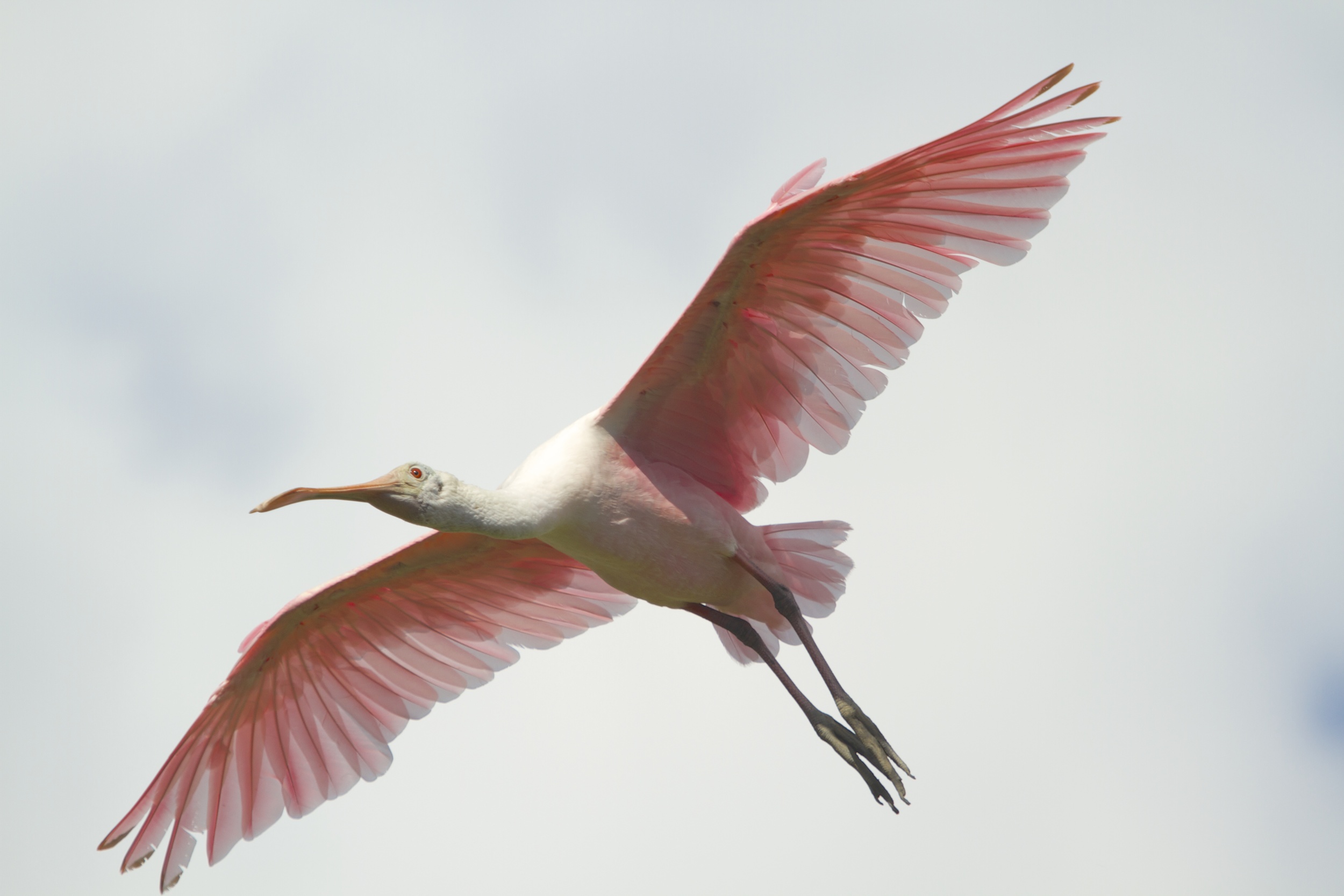 Translucent pink wings fill the sky.