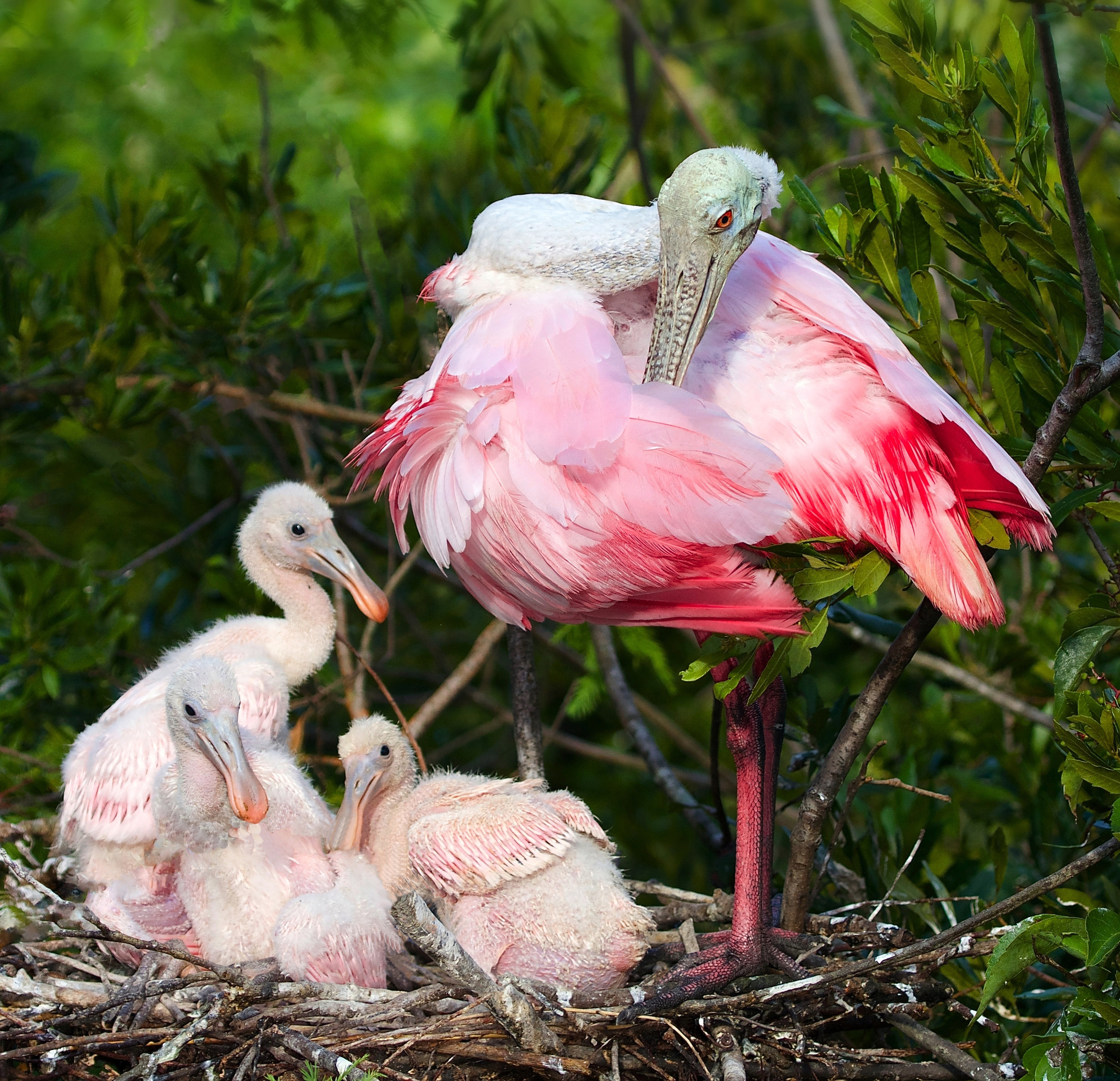 Pretty in Pink, three hatchling spoonbills and their Mom pose for a photo. 
