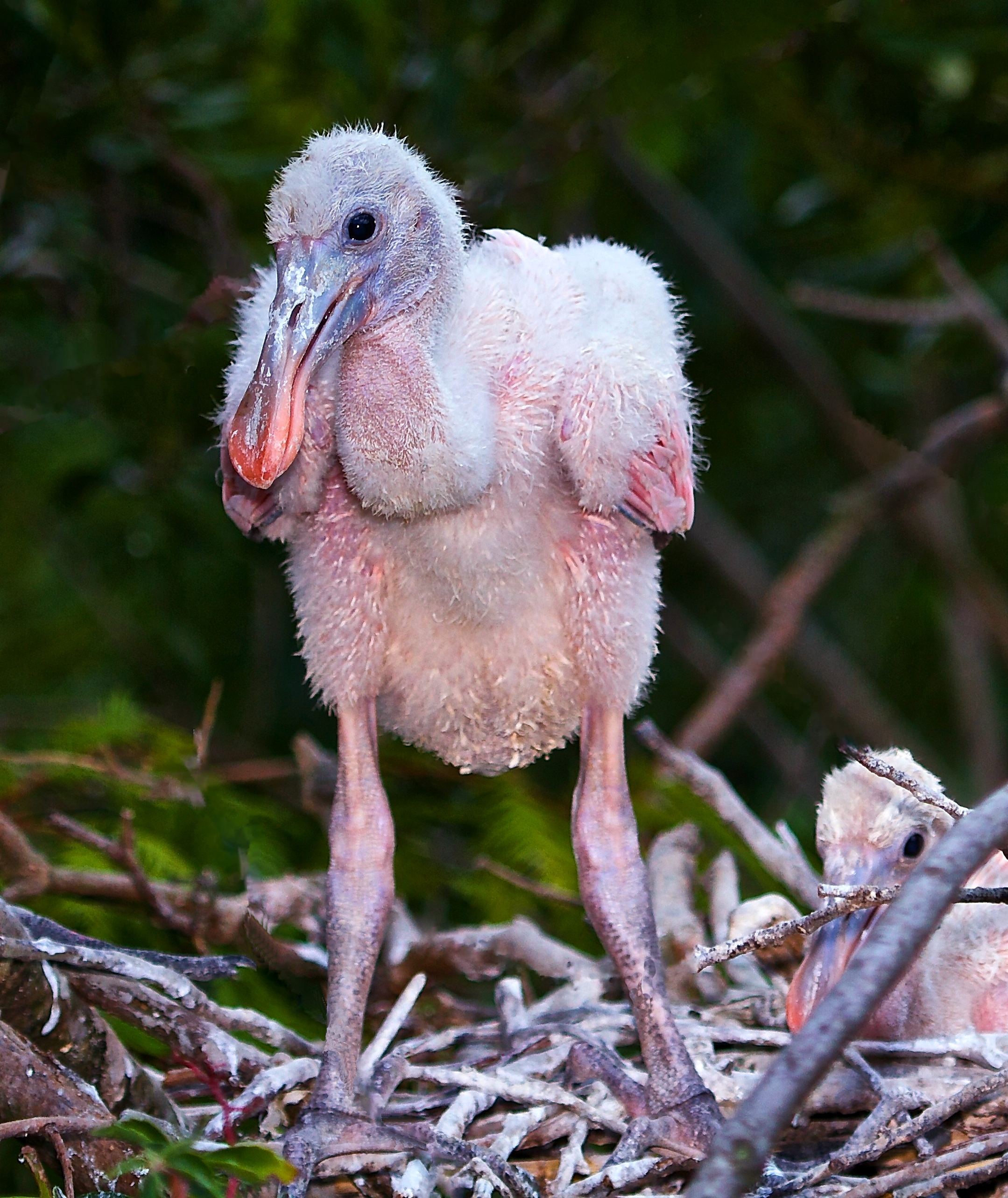 Tea-Spoon the Roseate Spoonbill hatchling takes a stretch.