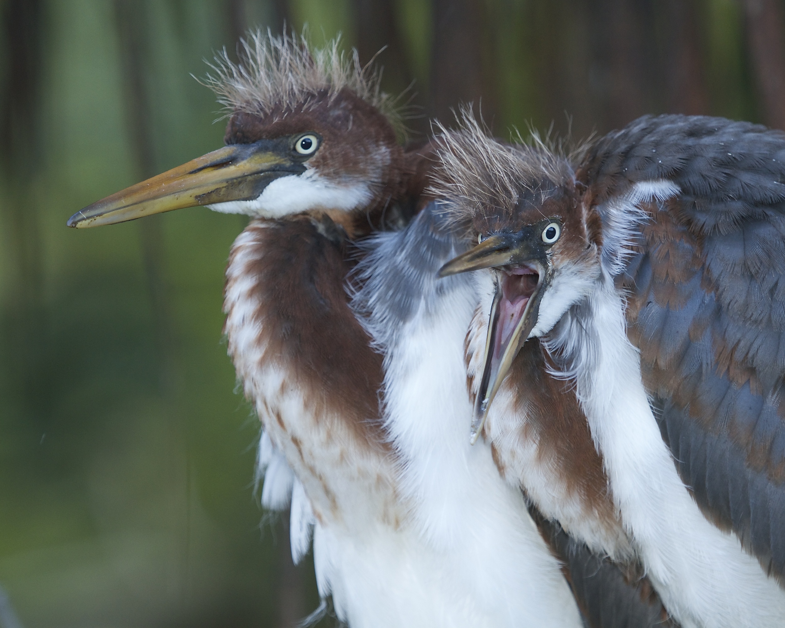 Oh my gosh…look at that! Tricolored Heron fledglings are shocked at what they see.