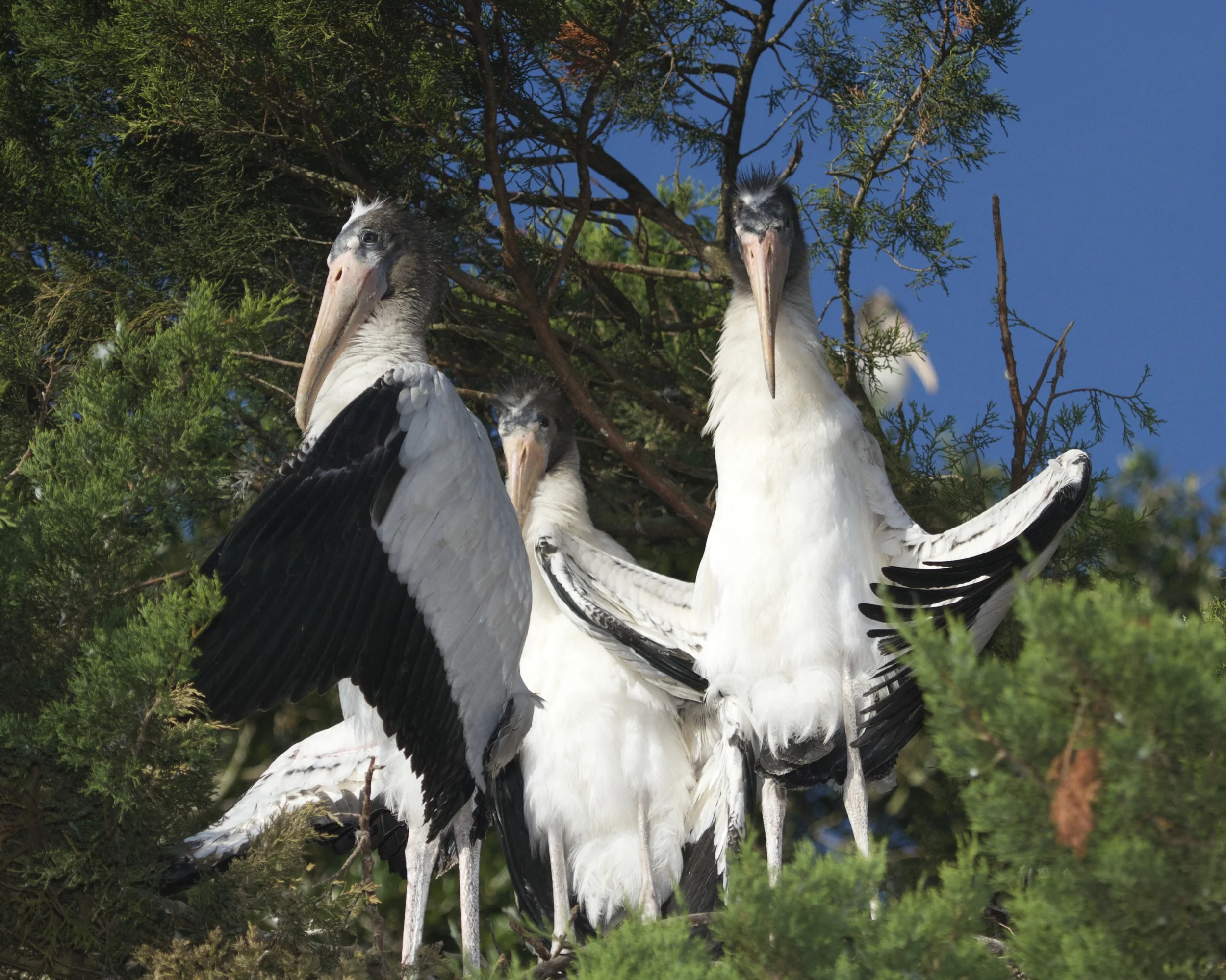 They have been "flashed" by the Woodstork trio in the tree next door who are cooling off!