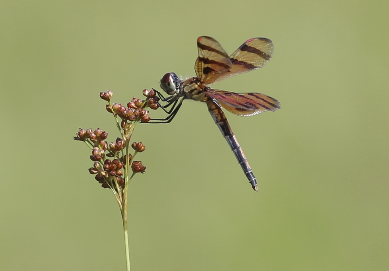 I just love these little flowers said the dragonfly! (test of a 400mm prime lens). 