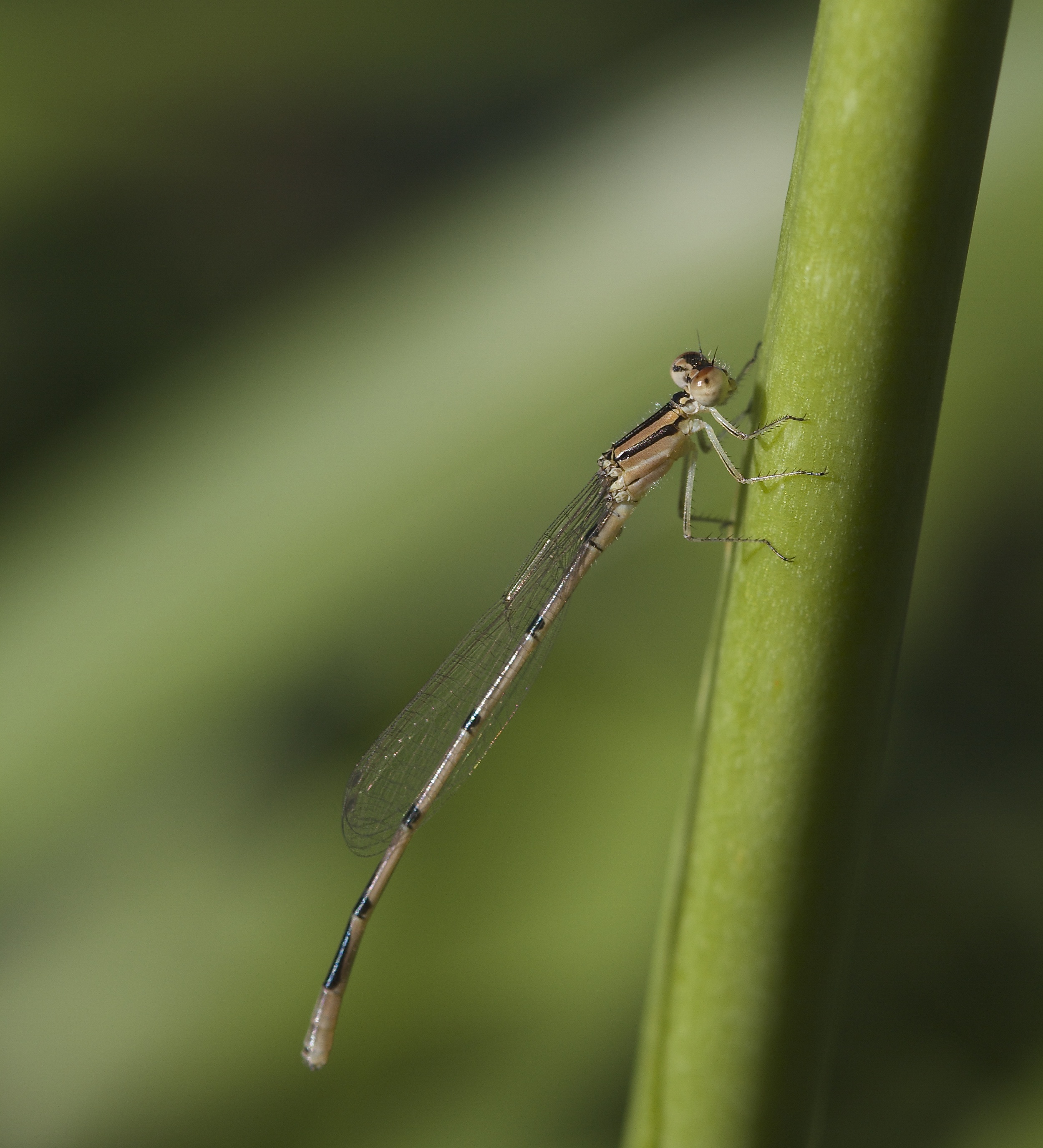 A winged damsel fly lands near the lizards..