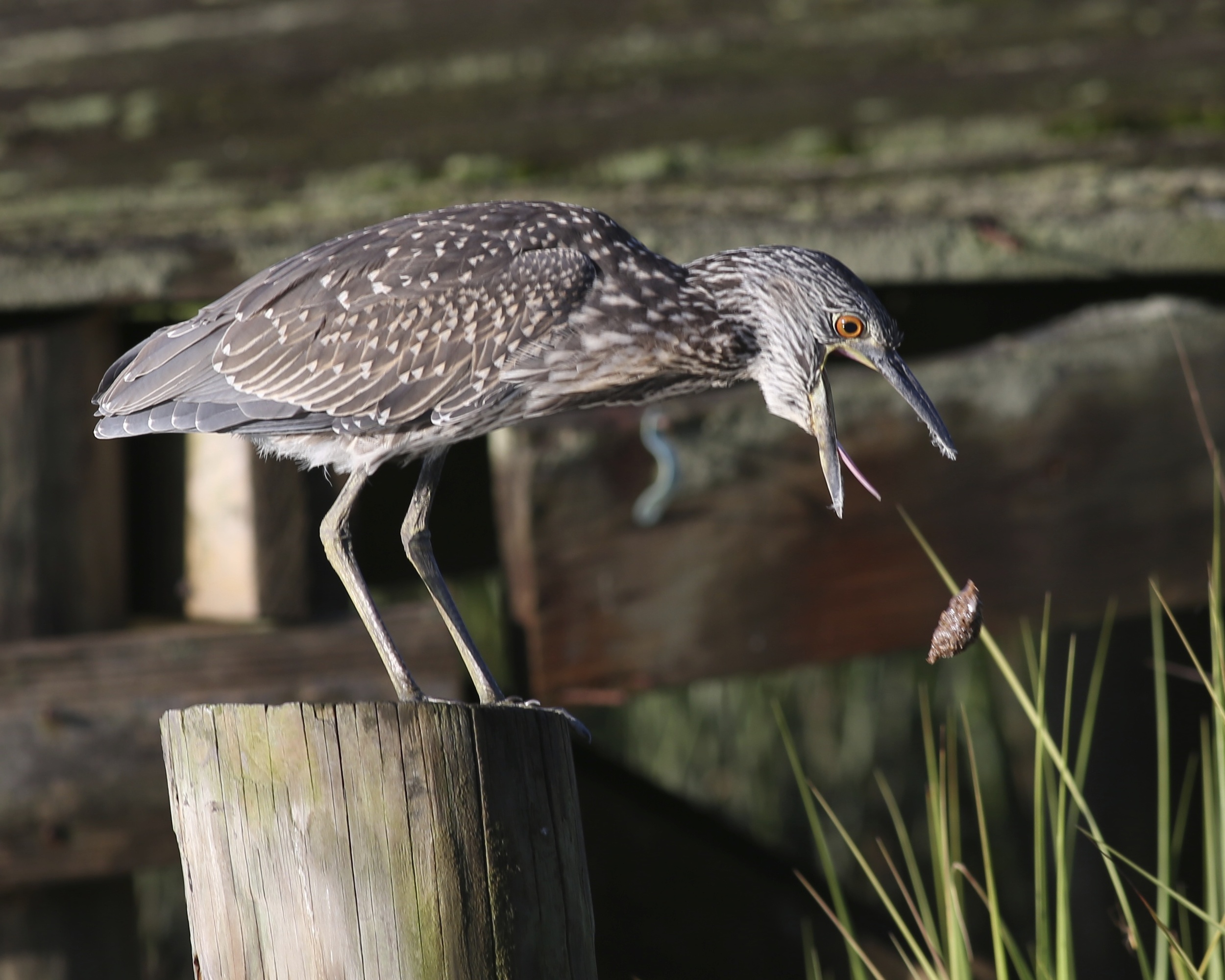 There it goes (George Jr. ejects a bolus, undigested crab remains from the gizzard). 