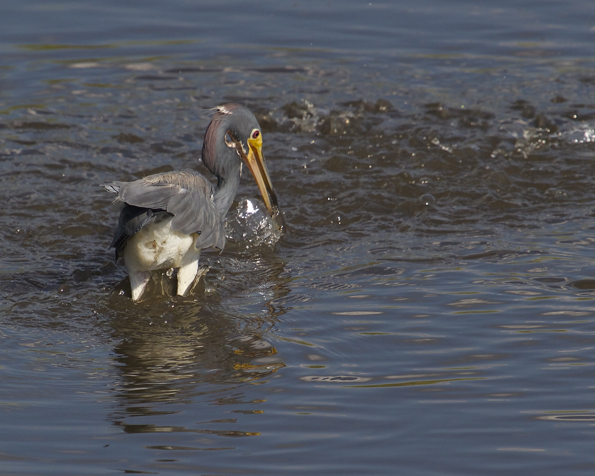 A swirling school of minnows surround the Heron, the hunter strikes.