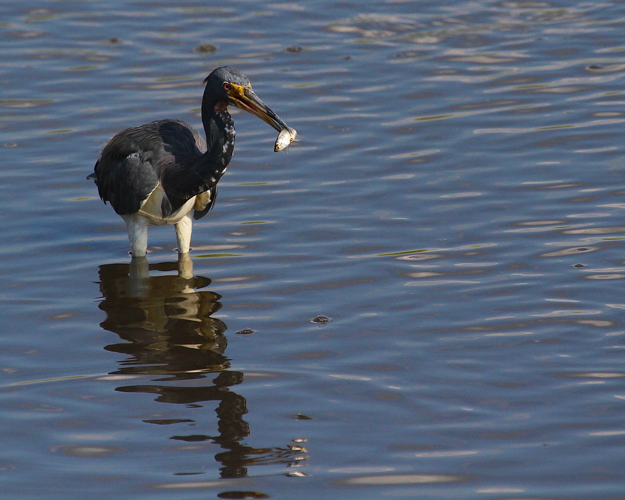 The Tricolored Heron harpoons a nice fat minnow for supper!