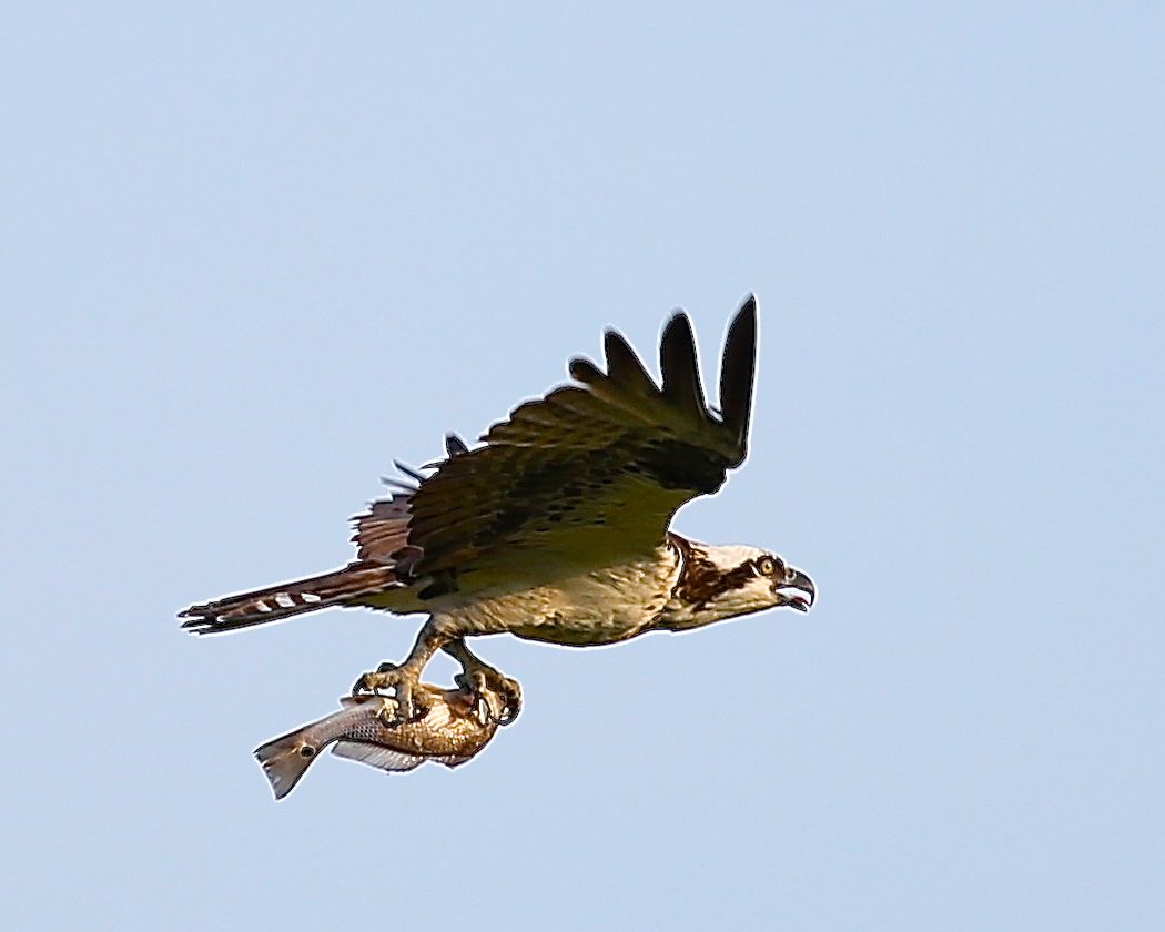 Good things come to those who wait..see what the Osprey caught! Nice Catch.