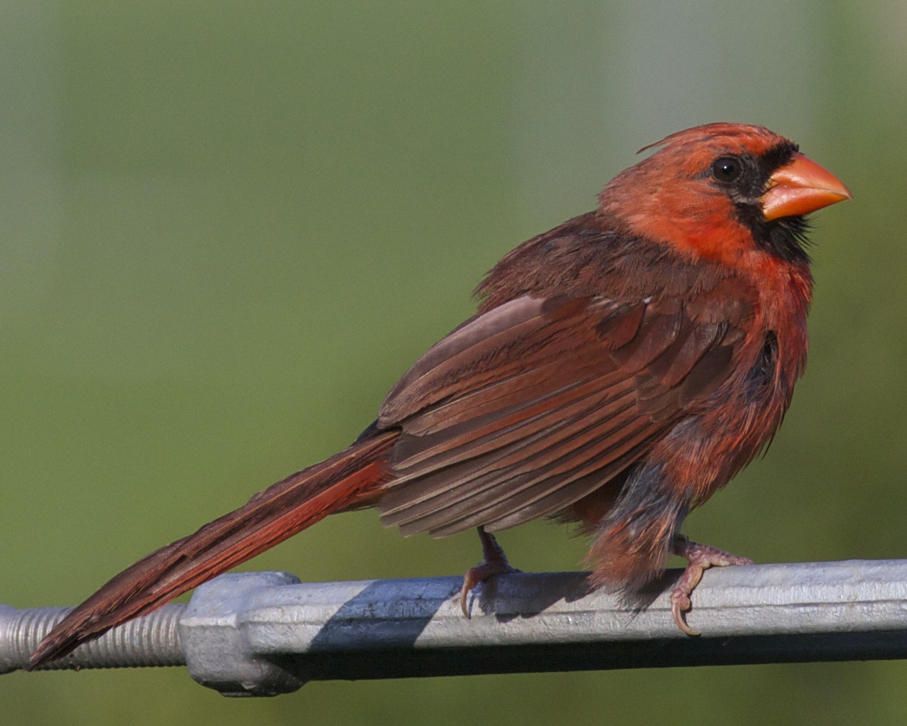 Photo number one. Young male Northern Cardinal in summer plumage taken before UBICA (and mating season). 