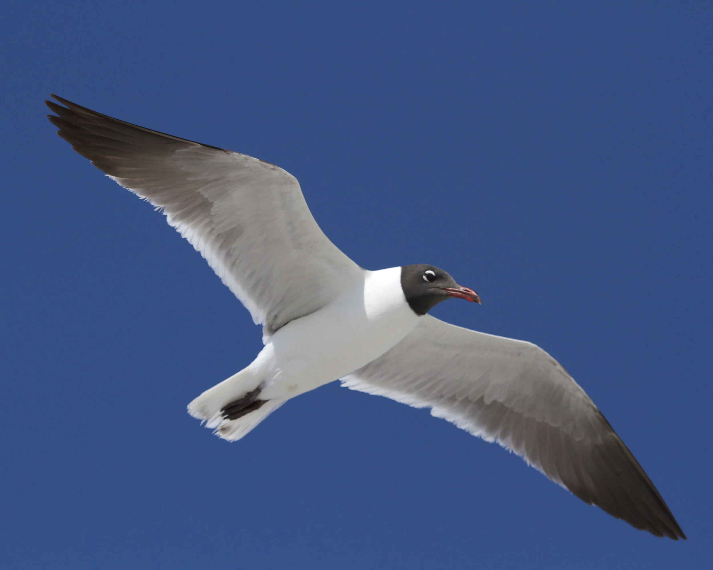 Photo number three. Male Laughing Gull taken before UBICA implementation and start of Breeding season.