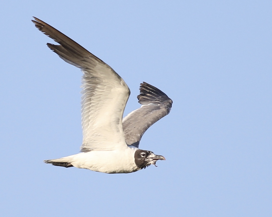 Photo number four. Same male Laughing Gull after UBICA implemented (and breeding season over). 