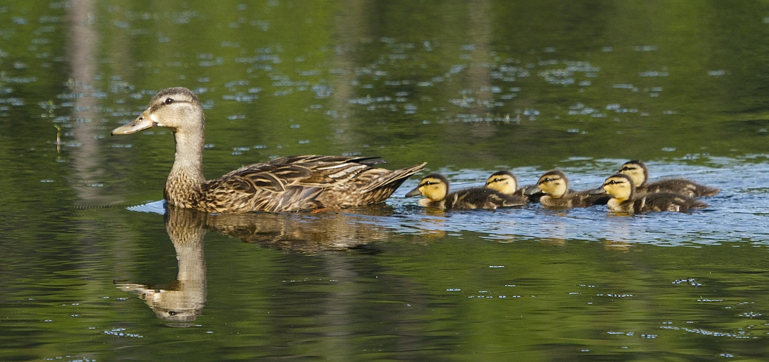 Photo number five, Young unwed? mallard hen with five hungry ducklings to feed. Thankfully we have UBICA corn provided daily. 