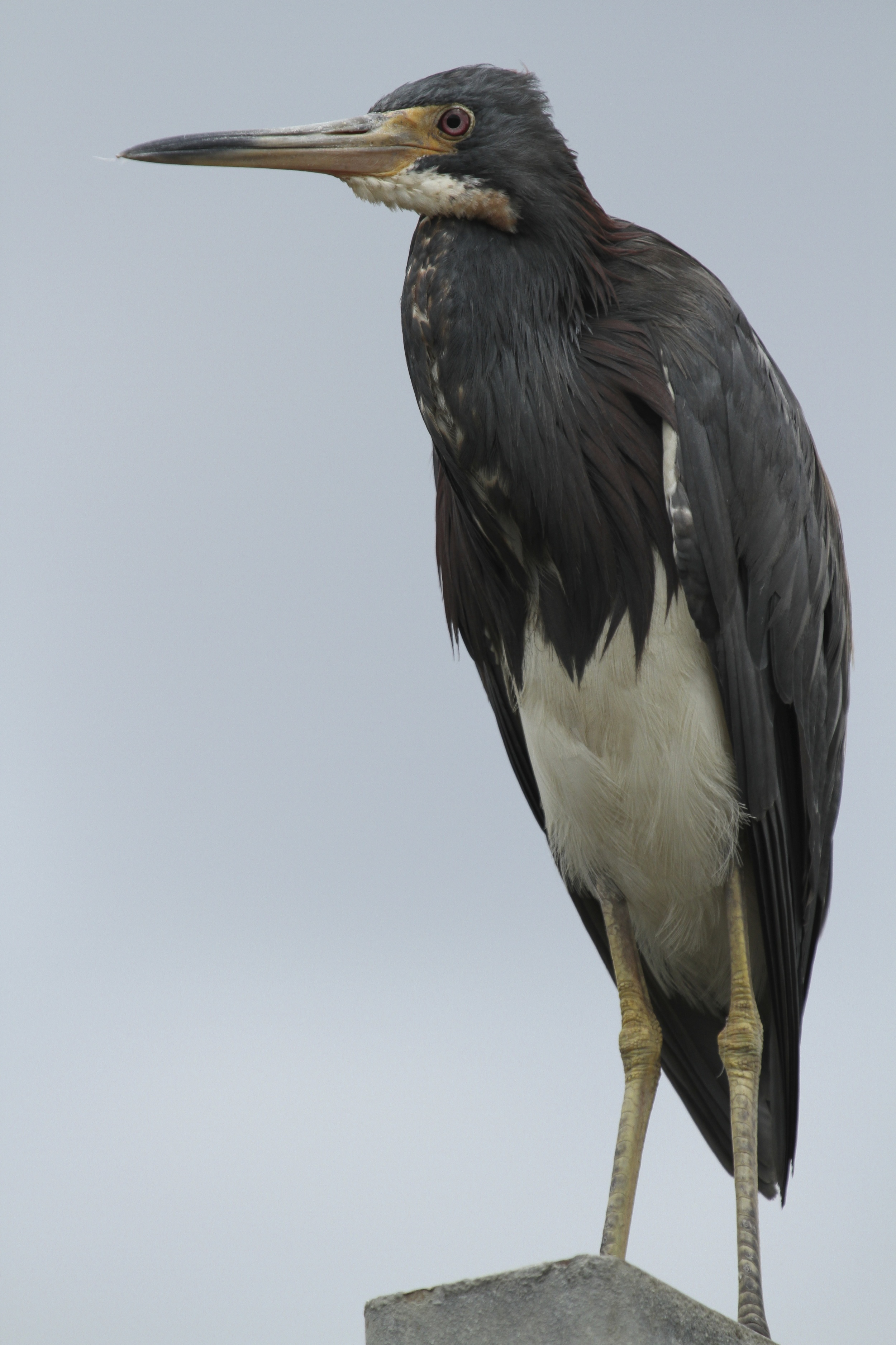 Storm clouds are coming…quips the Tricolored Heron.