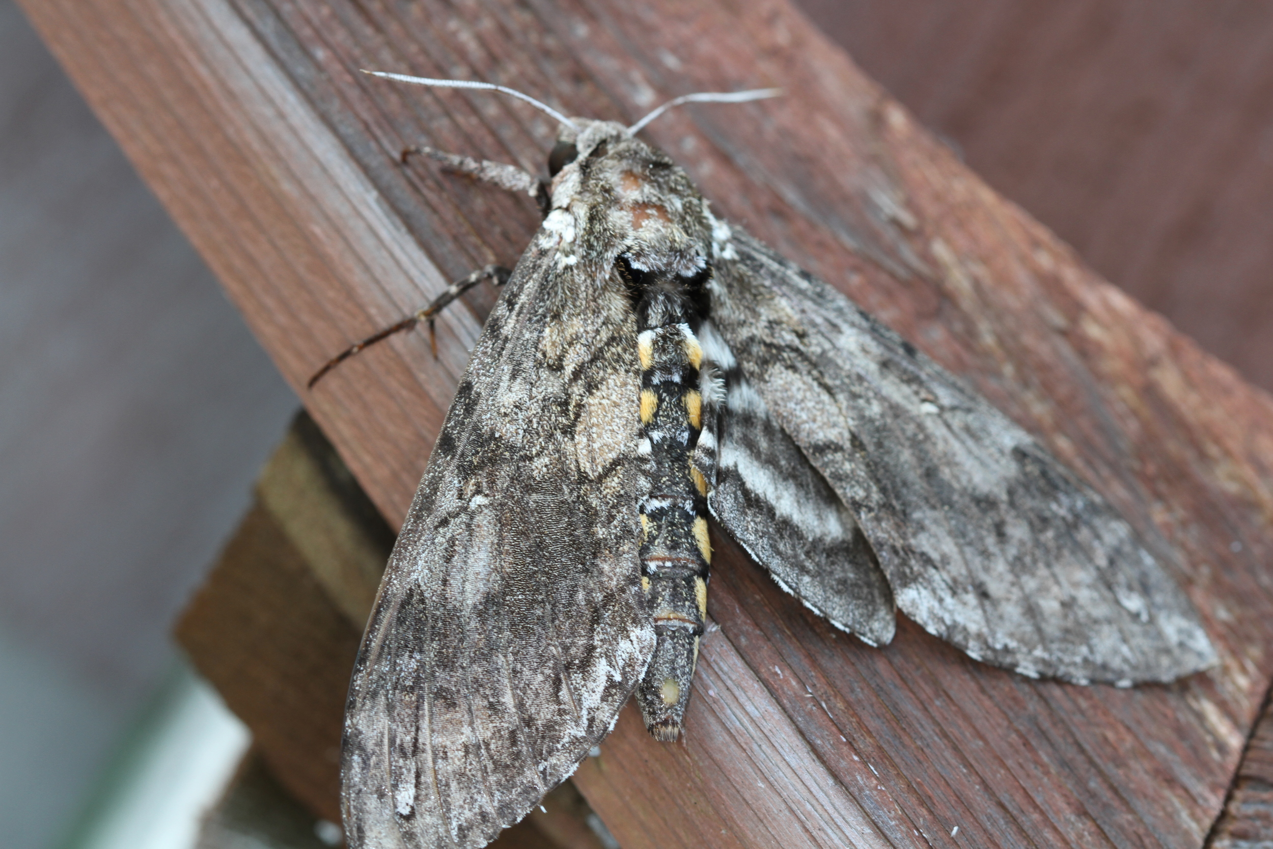 Am I a moth or butterfly? Answer- Moth, Carolina Sphinx