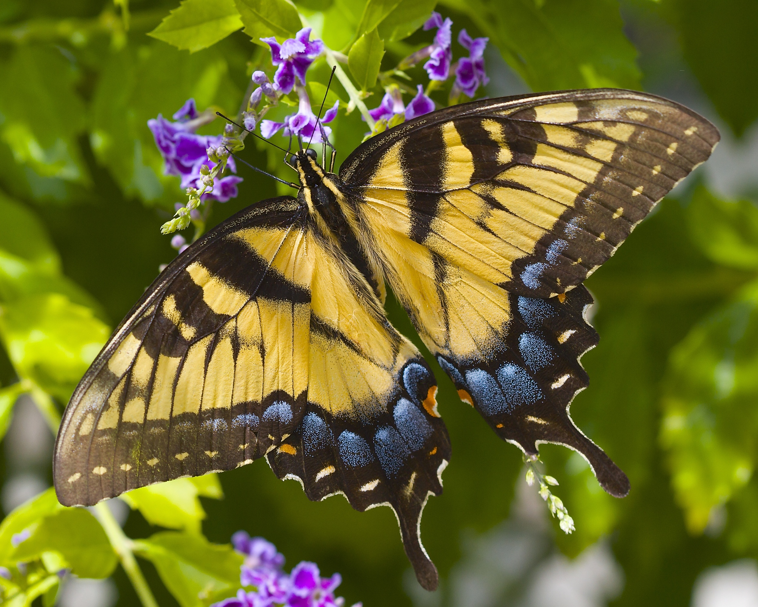 Eastern Tiger Swallowtail (female) 