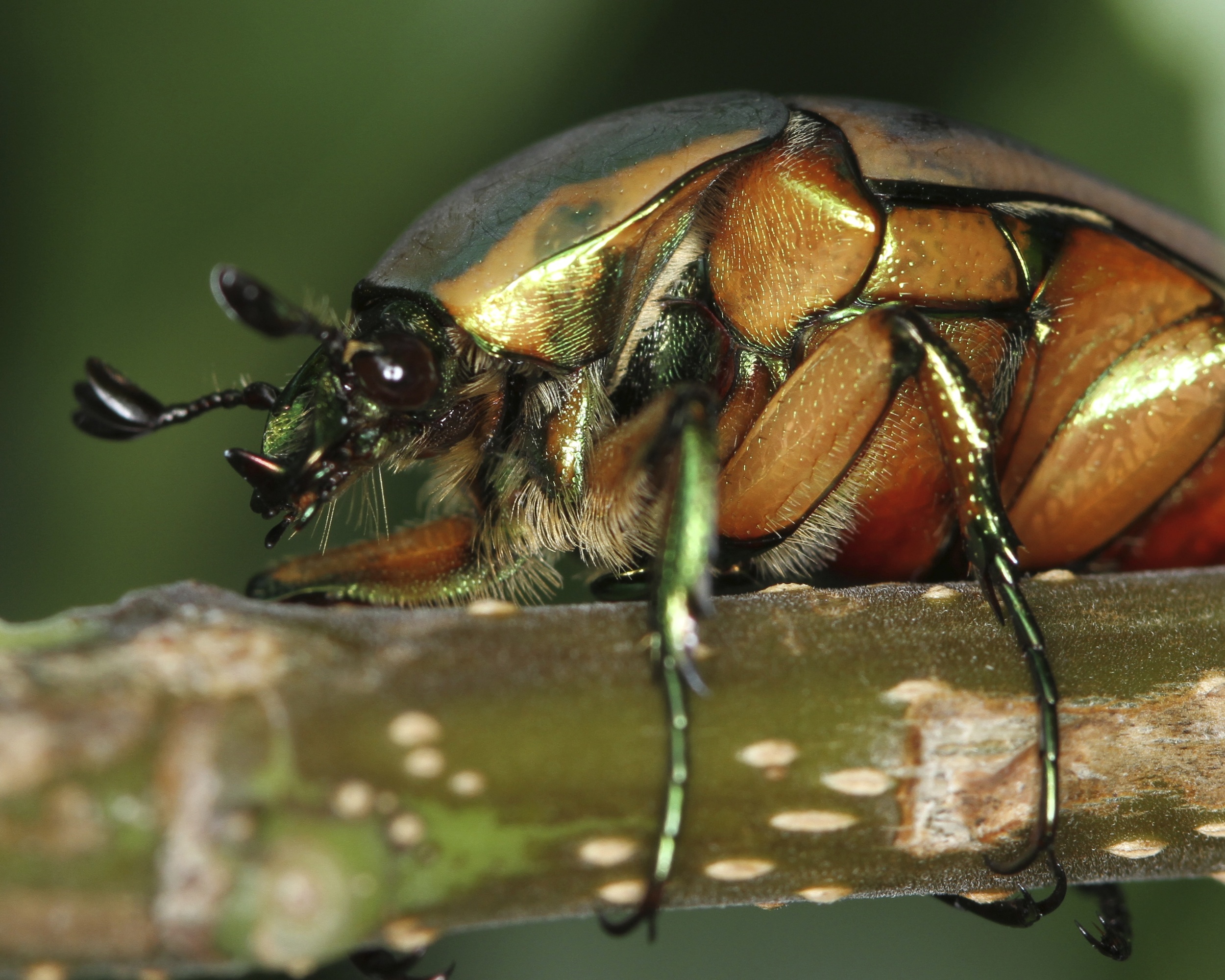 Flying Green June Beetle