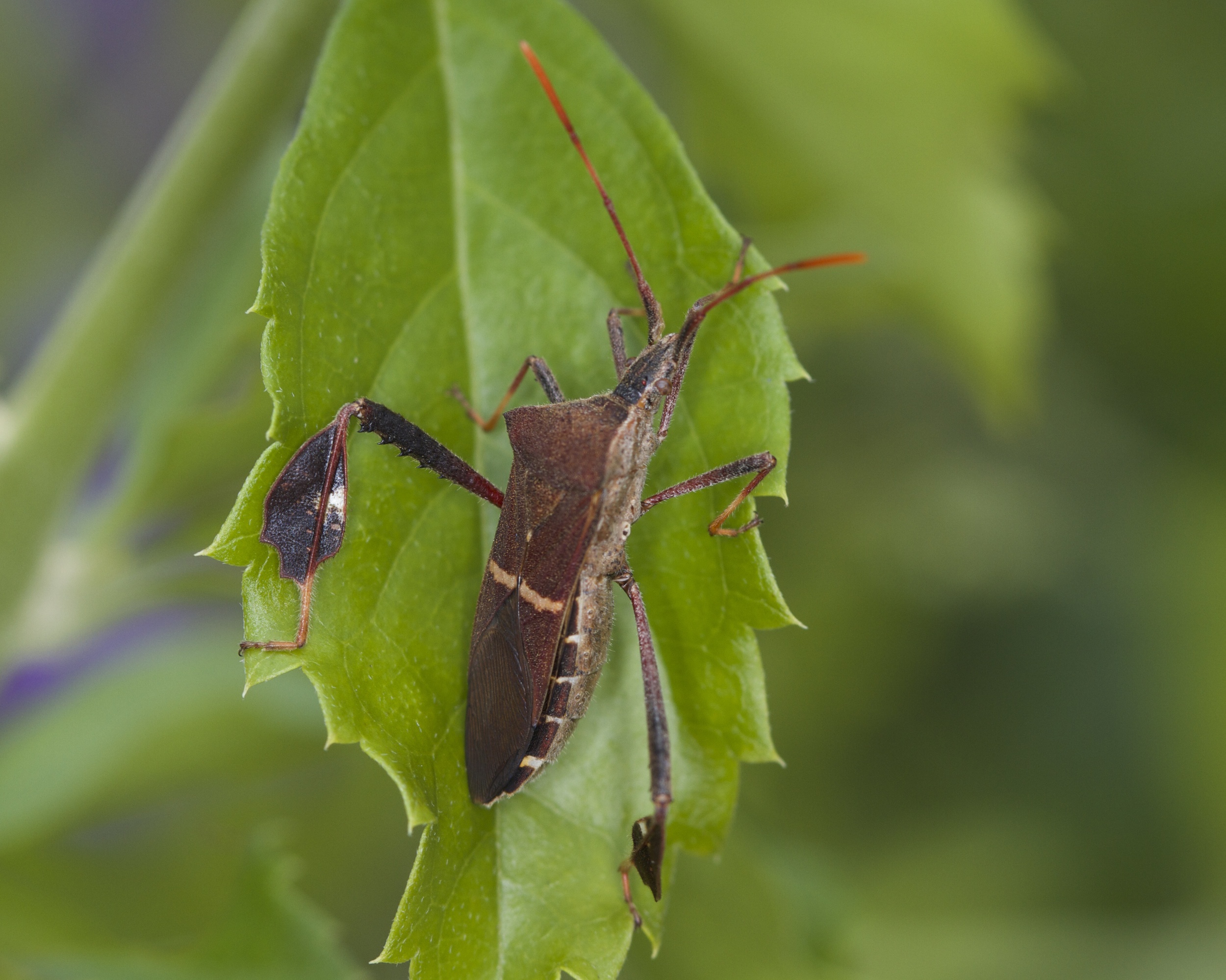 Leaf Footed bug