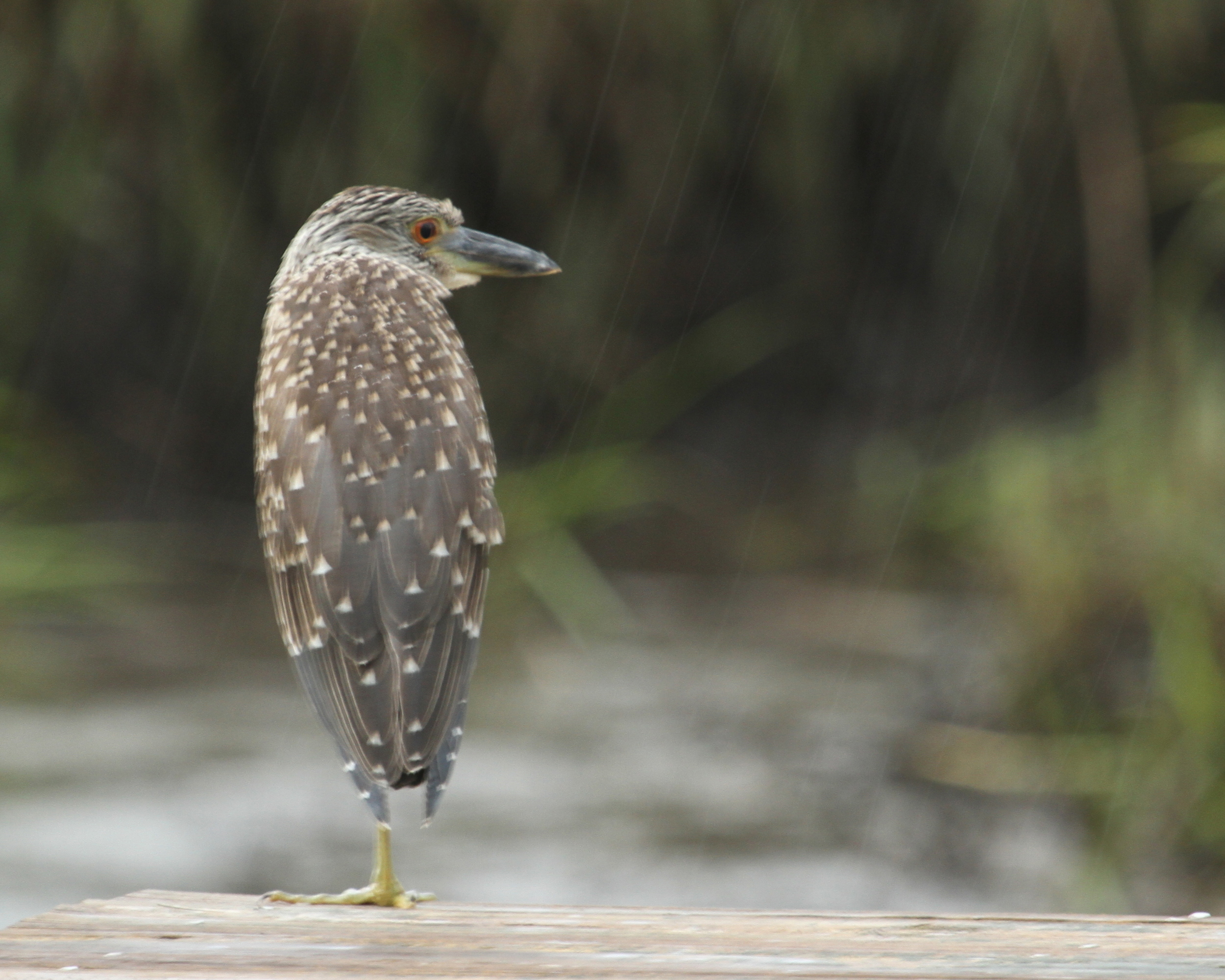 So am I the just or unjust?…still getting rained on here…can't wait to get that lens back..till then…be blessed.