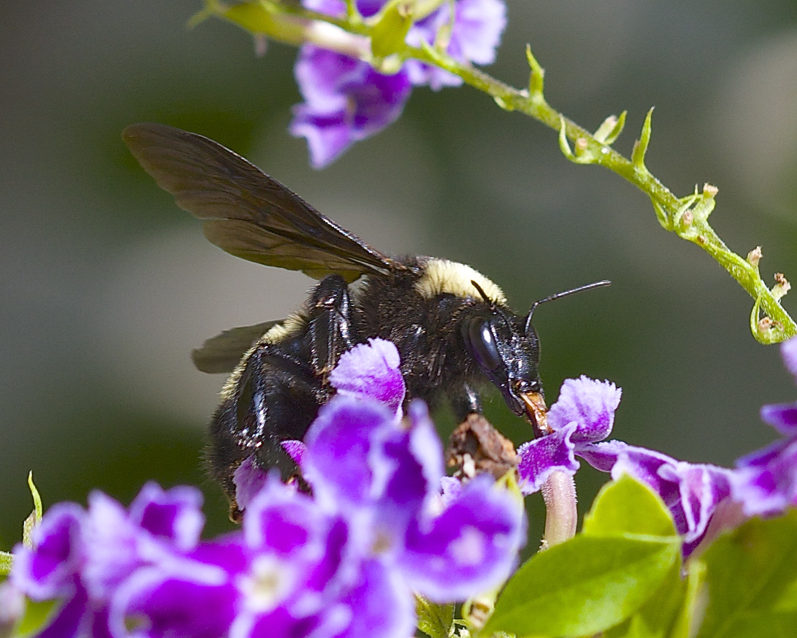 Bumble Bee…Bzzzz Bzzzz Bzzz..