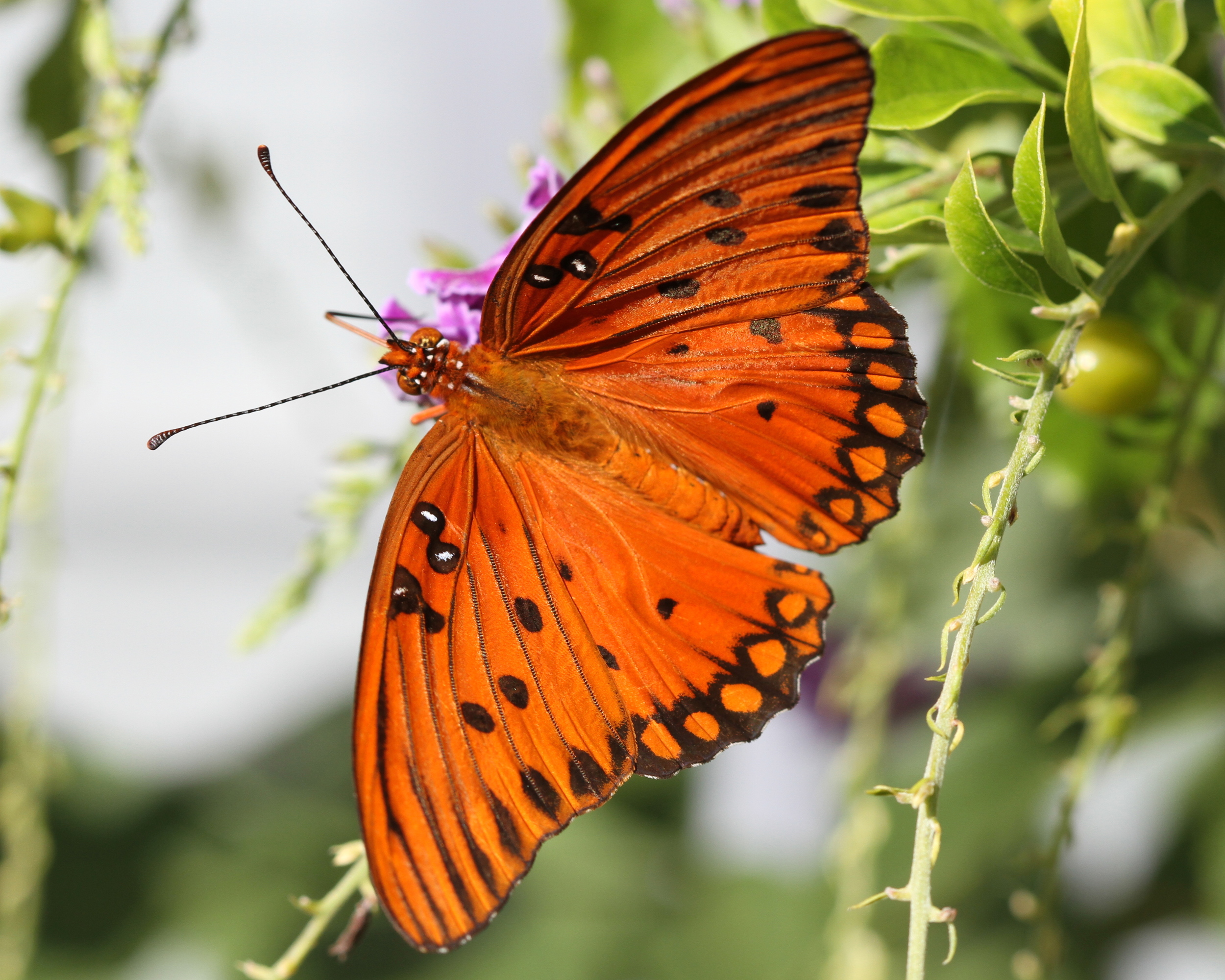 A Gulf Fritillary or passion butterfly