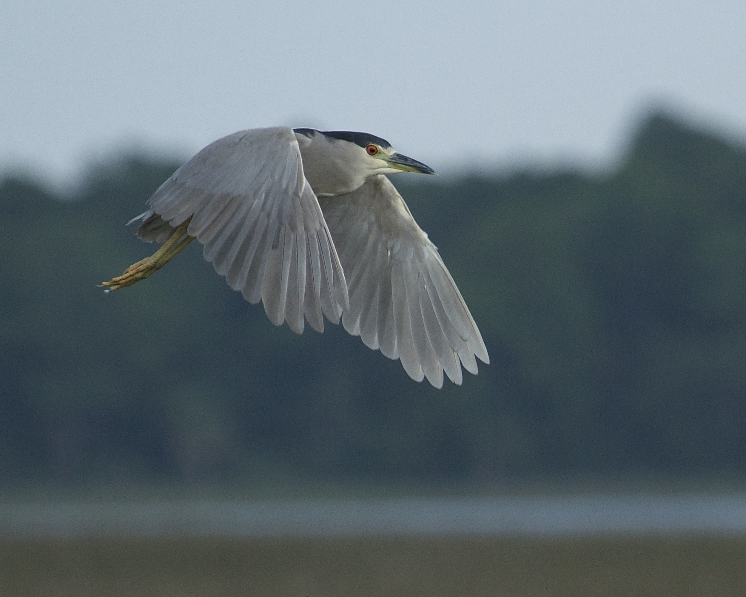 Something spooks about a half dozen night herons from their roosting tree…but what?
