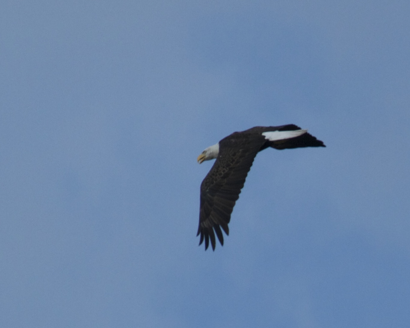 Flying high and towards the nesting sight I spot what I believe is the female nesting Great Bald Eagle. She has returned to the area. 