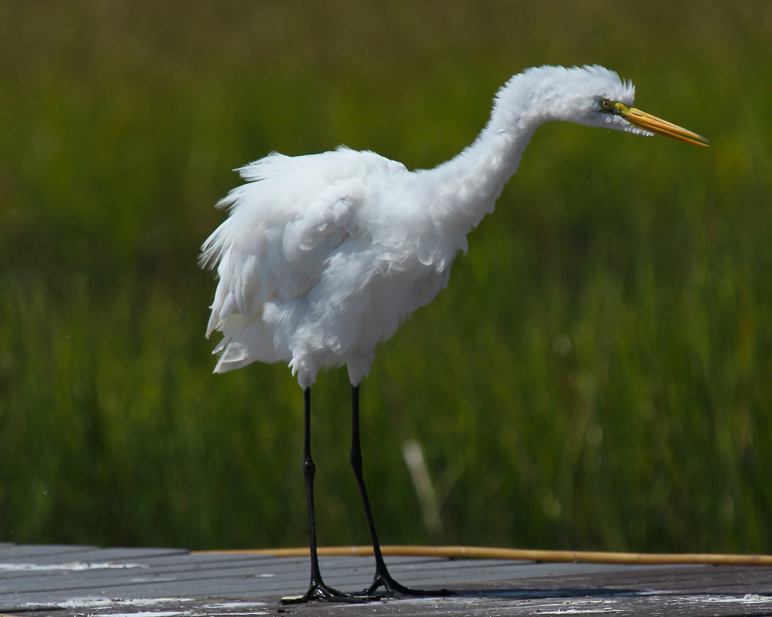 The Great Egret is really upset over something it saw too!