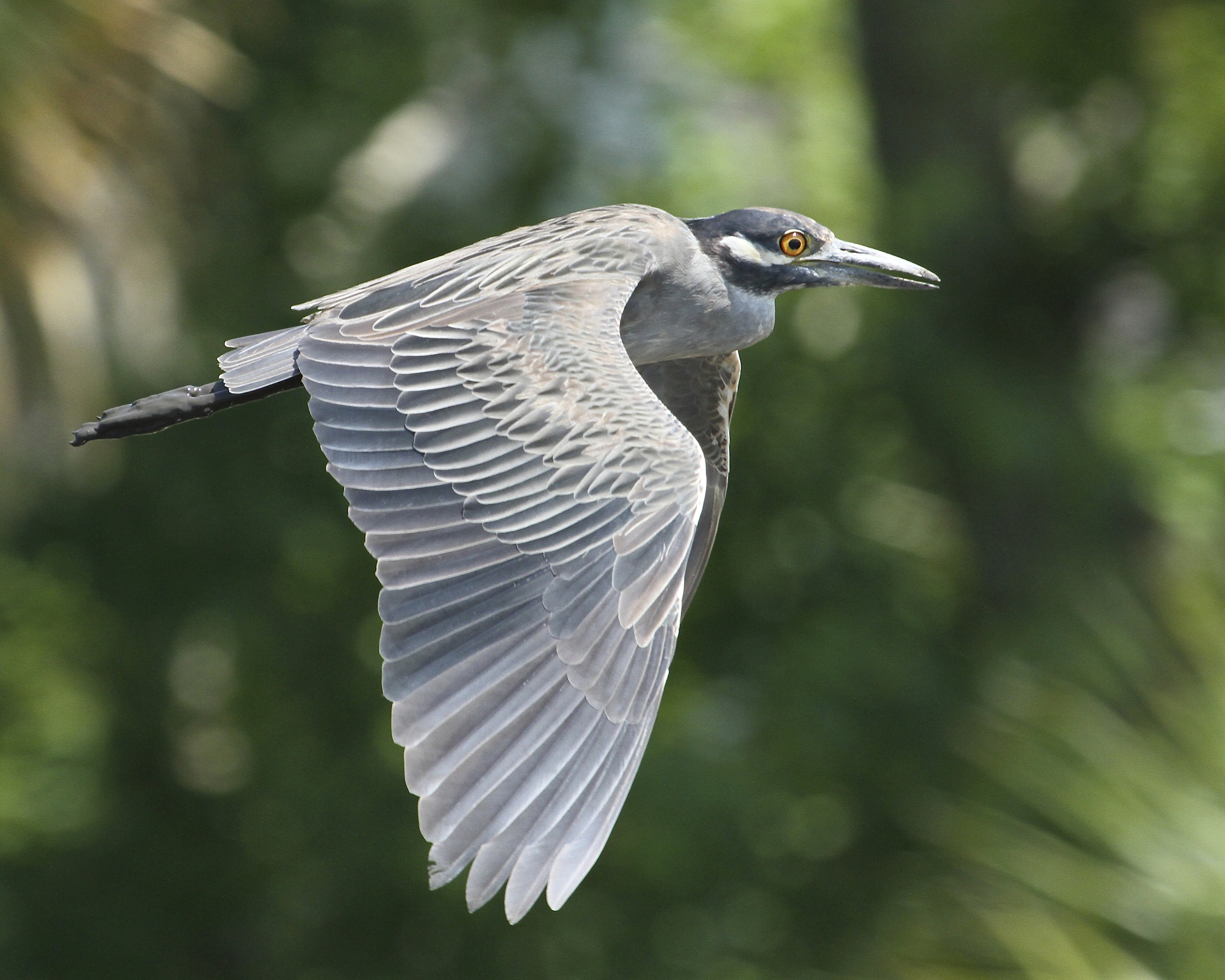 George takes flight!