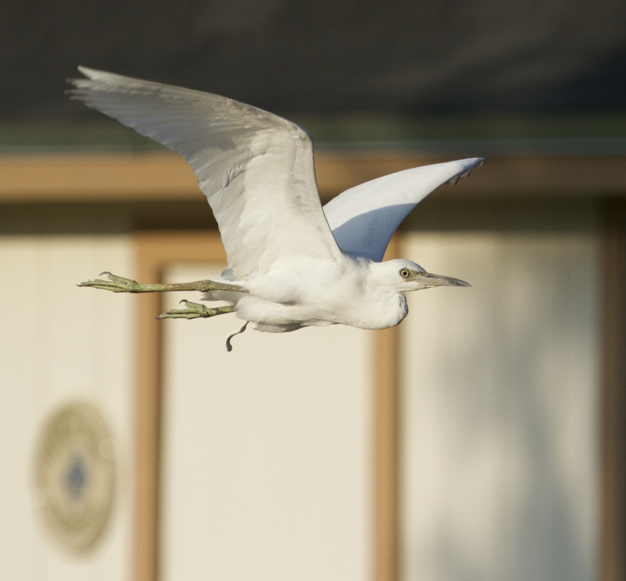 The Little Blue Heron juvenile is so upset it can't "contain" itself !
