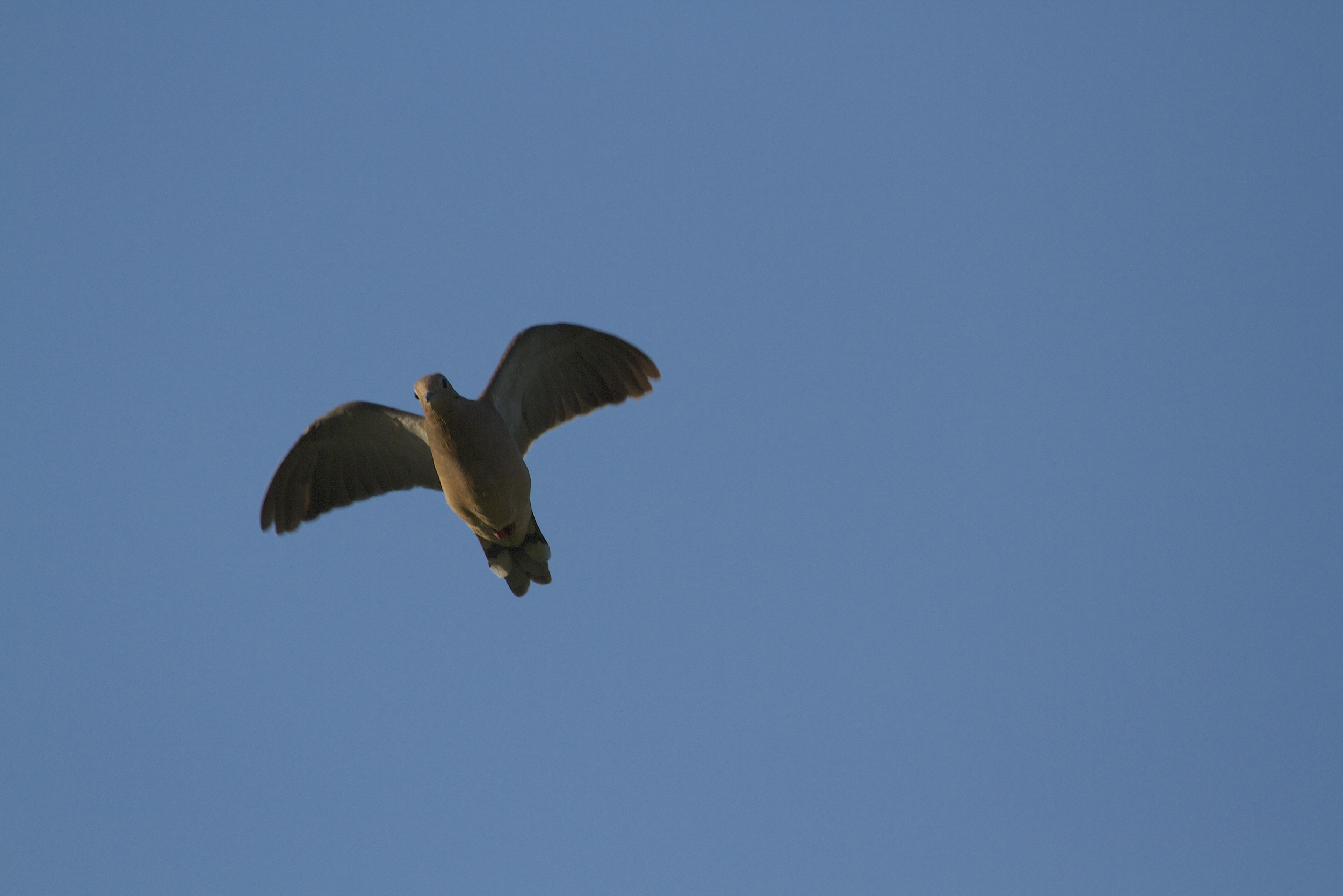 The doves take flight before the feathers fly..