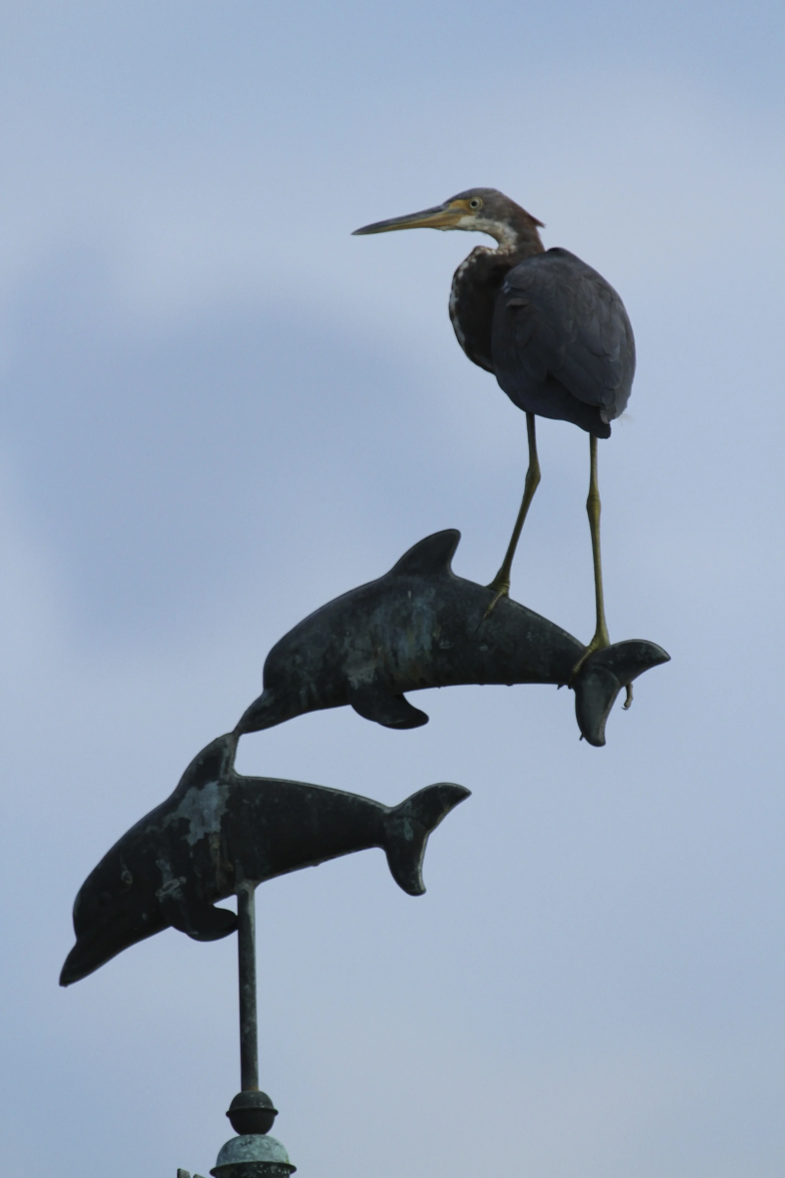 Whether hawk, dove, heron or human…something ill blows in the wind…so keep alert and think on what is good and right...