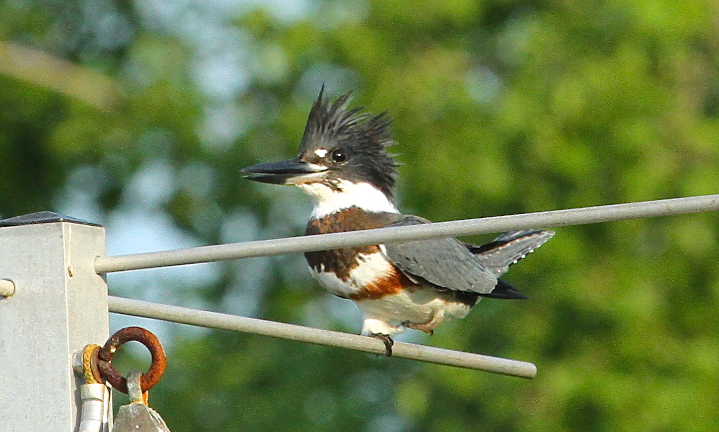 Spunky the female belted Kingfisher has her feathers in a wad too! 