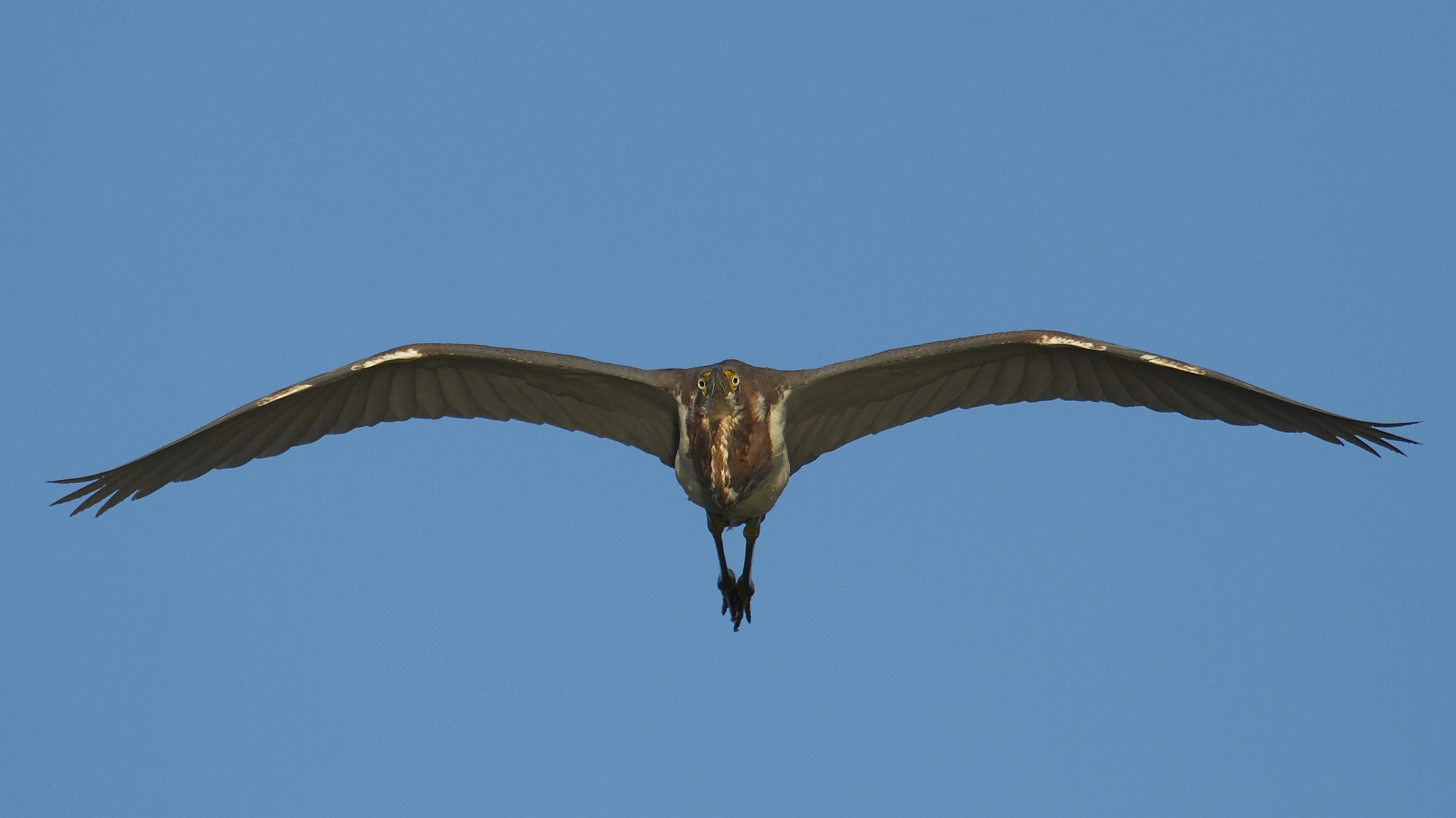 The Tricolored heron look right at me at and flies over my head …(go to full screen on this one !)
