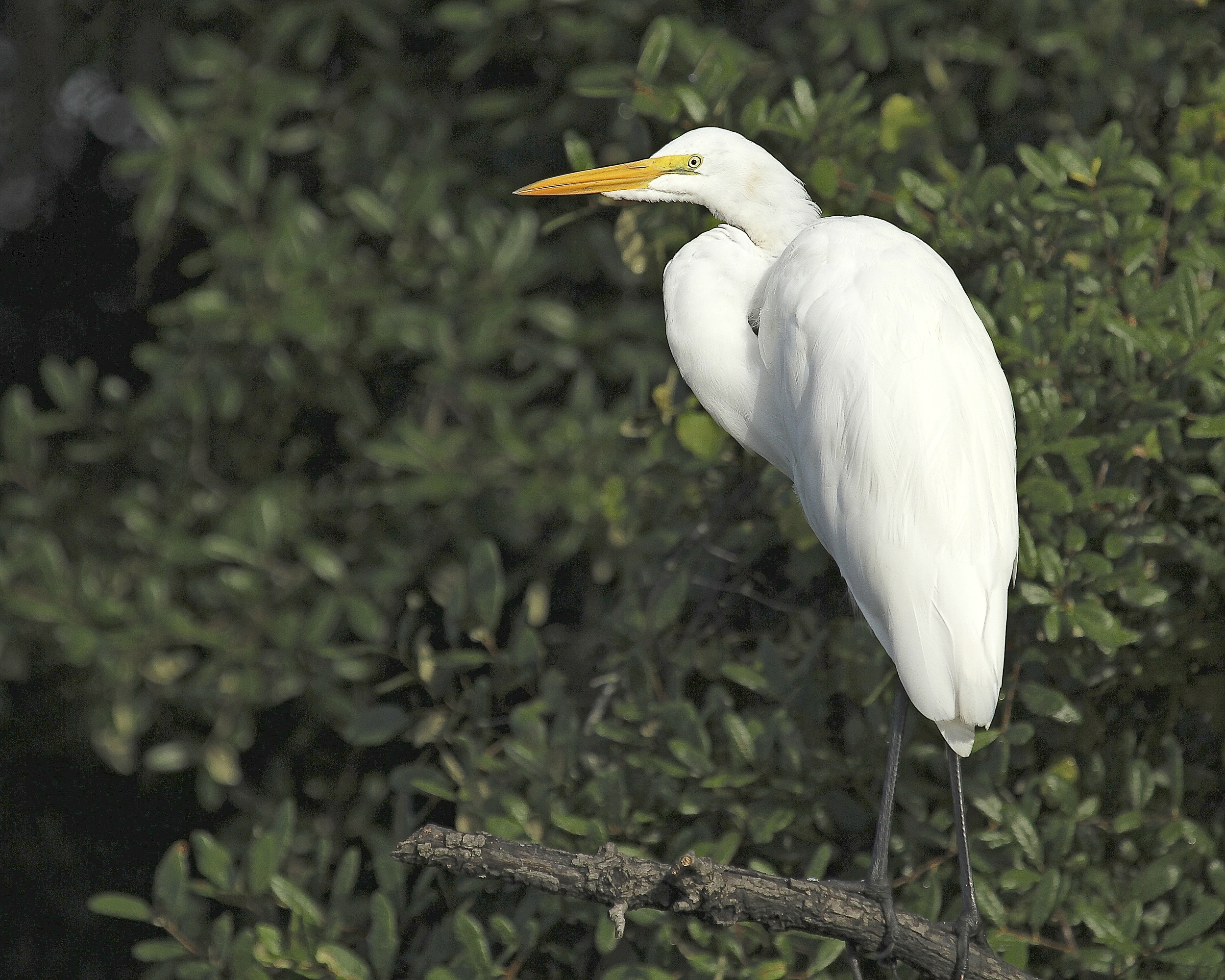 The Great Egret watches warily as I approach in my kayak.