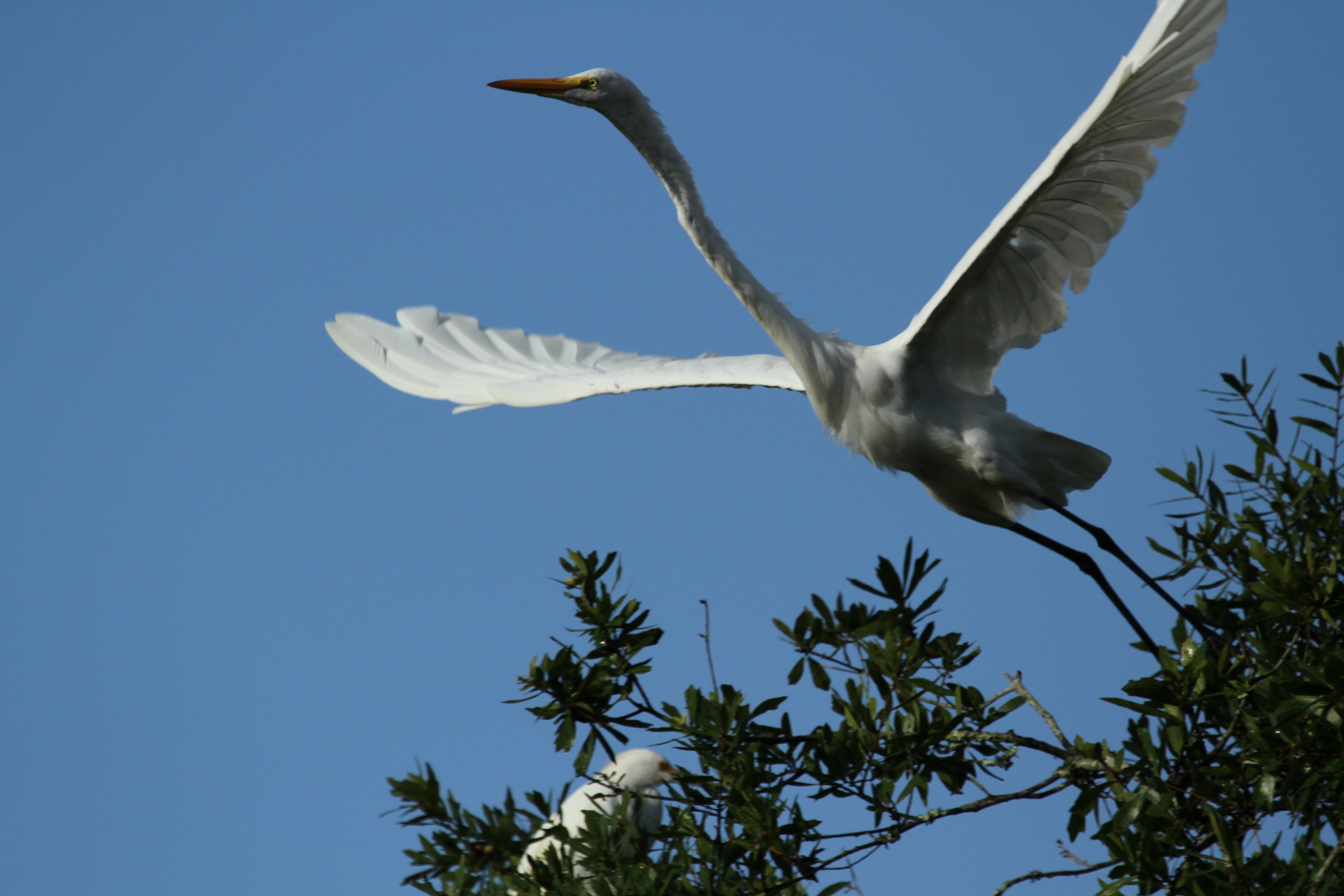 My lens can't capture the stretch of those wings ...