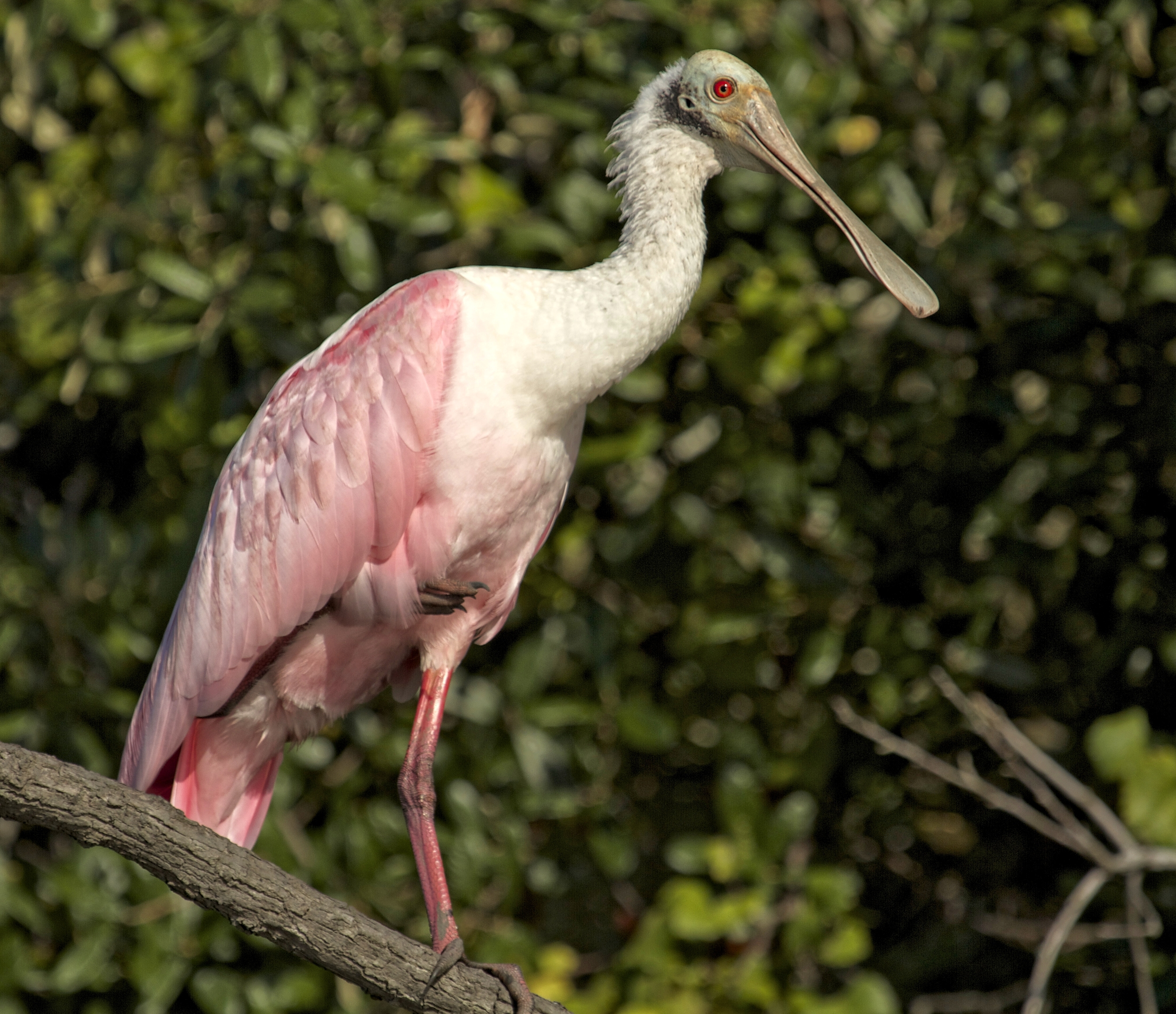 The next morning I find a pair of Roseate Spoonbills relaxing in the hideout.