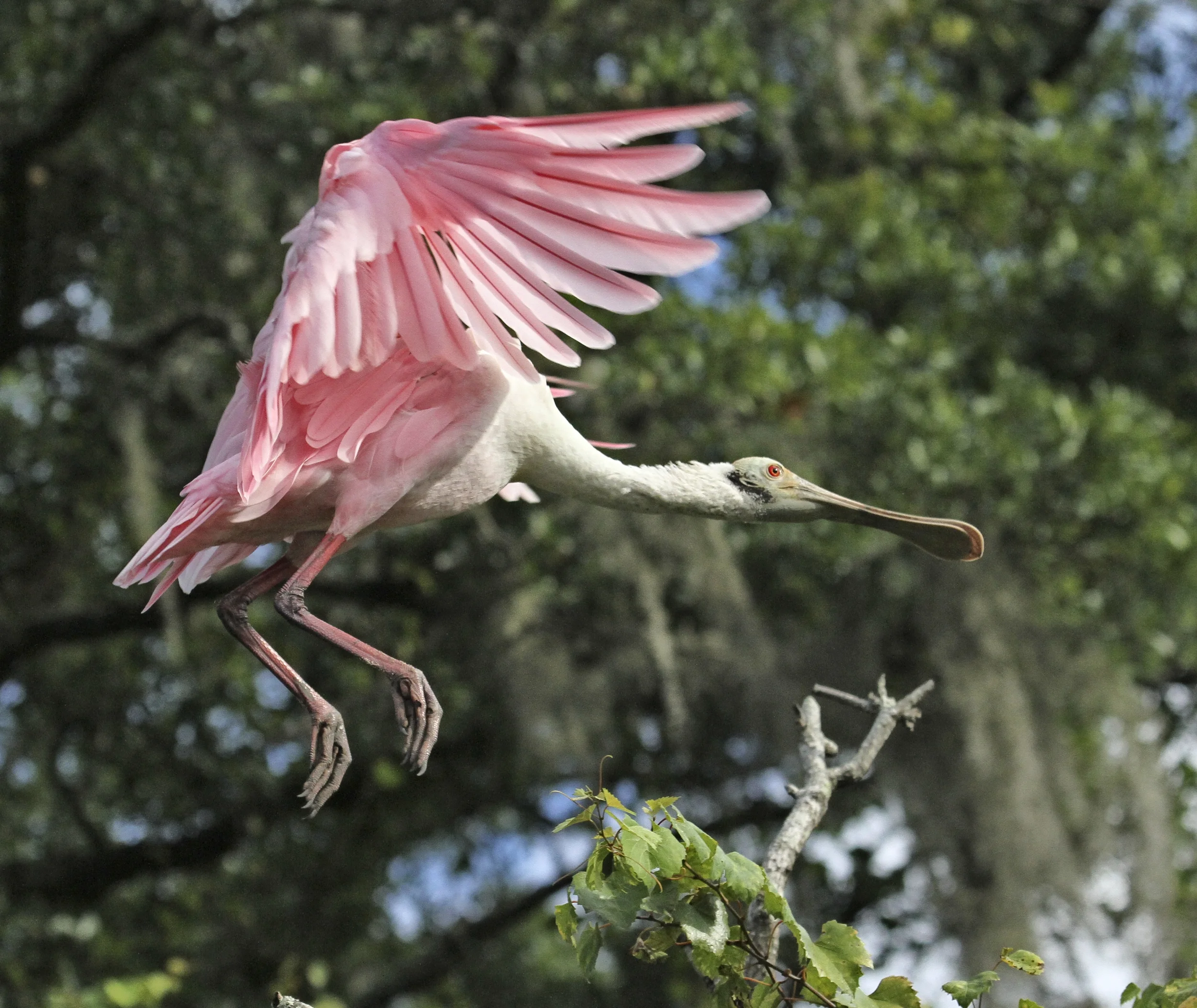 and take flight….