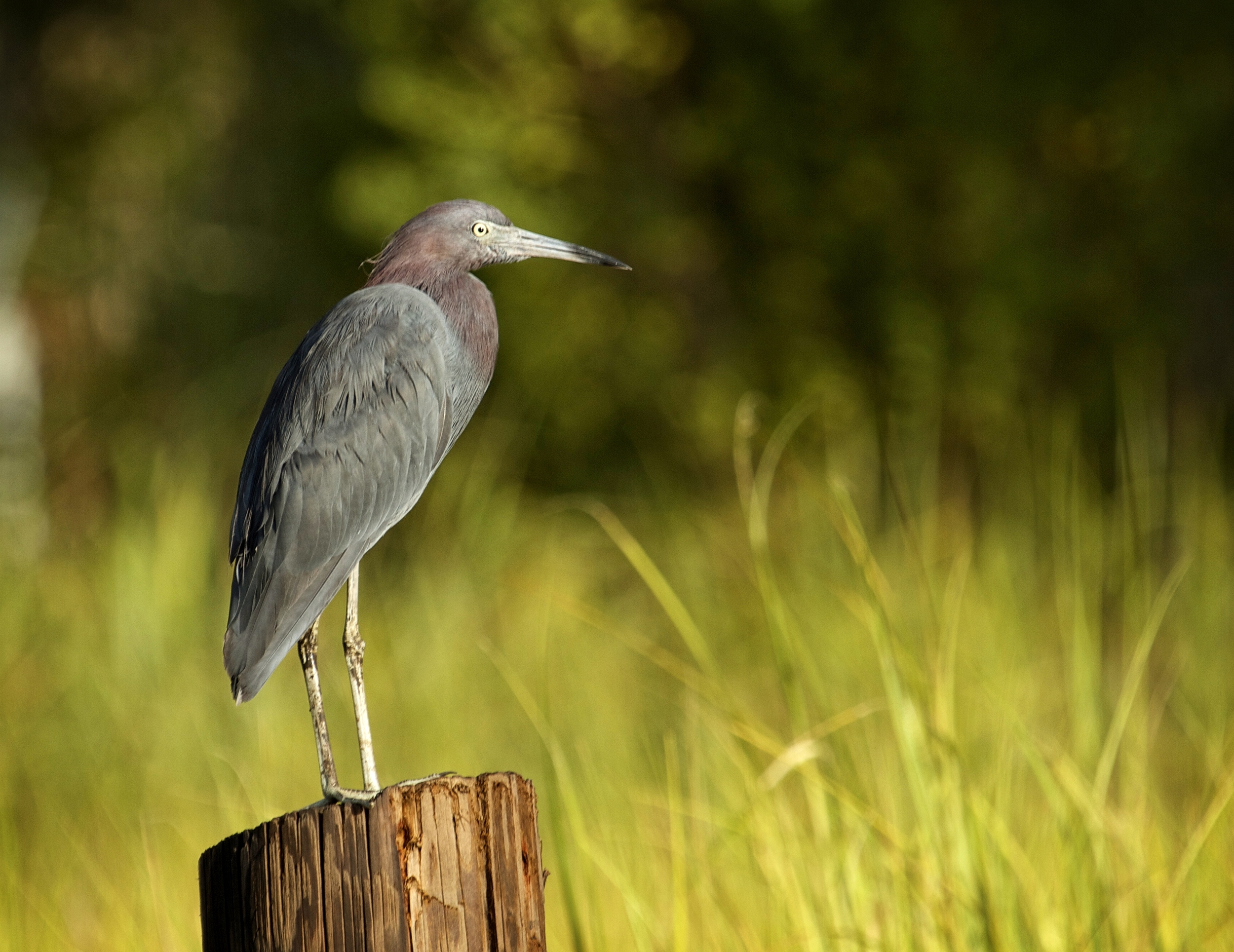 The Little Blue Heron enjoys the fresh breeze in the air..the marsh grass is just beginning to turn a hint of golden