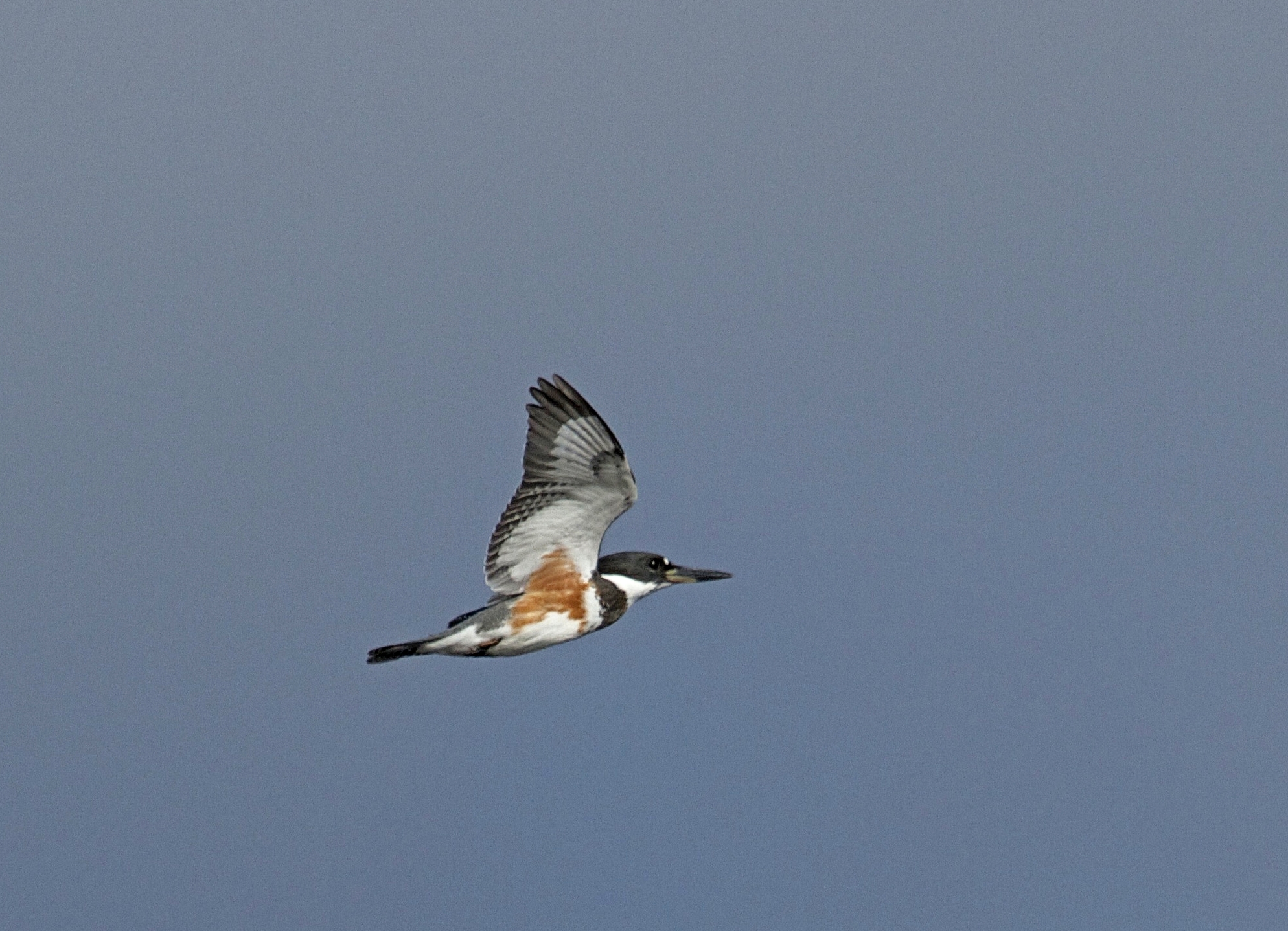 My next challenge is to catch Spunky the Belted Kingfisher up close…Welcome to September on this Labor Day..