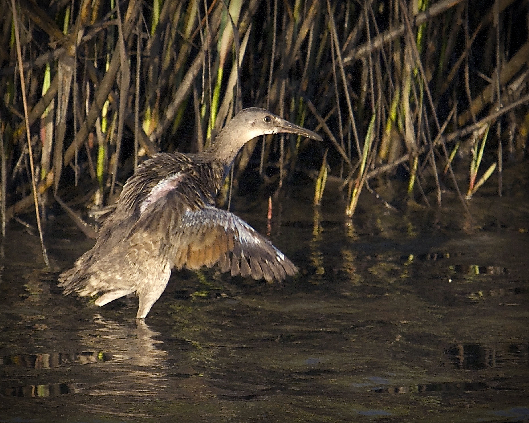 Nellie nearly jumps out of her feathers!