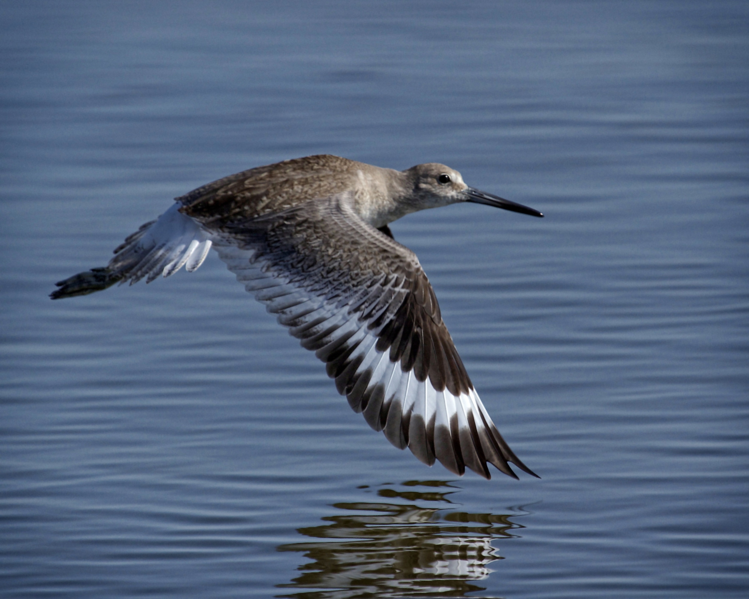 Willet on wings